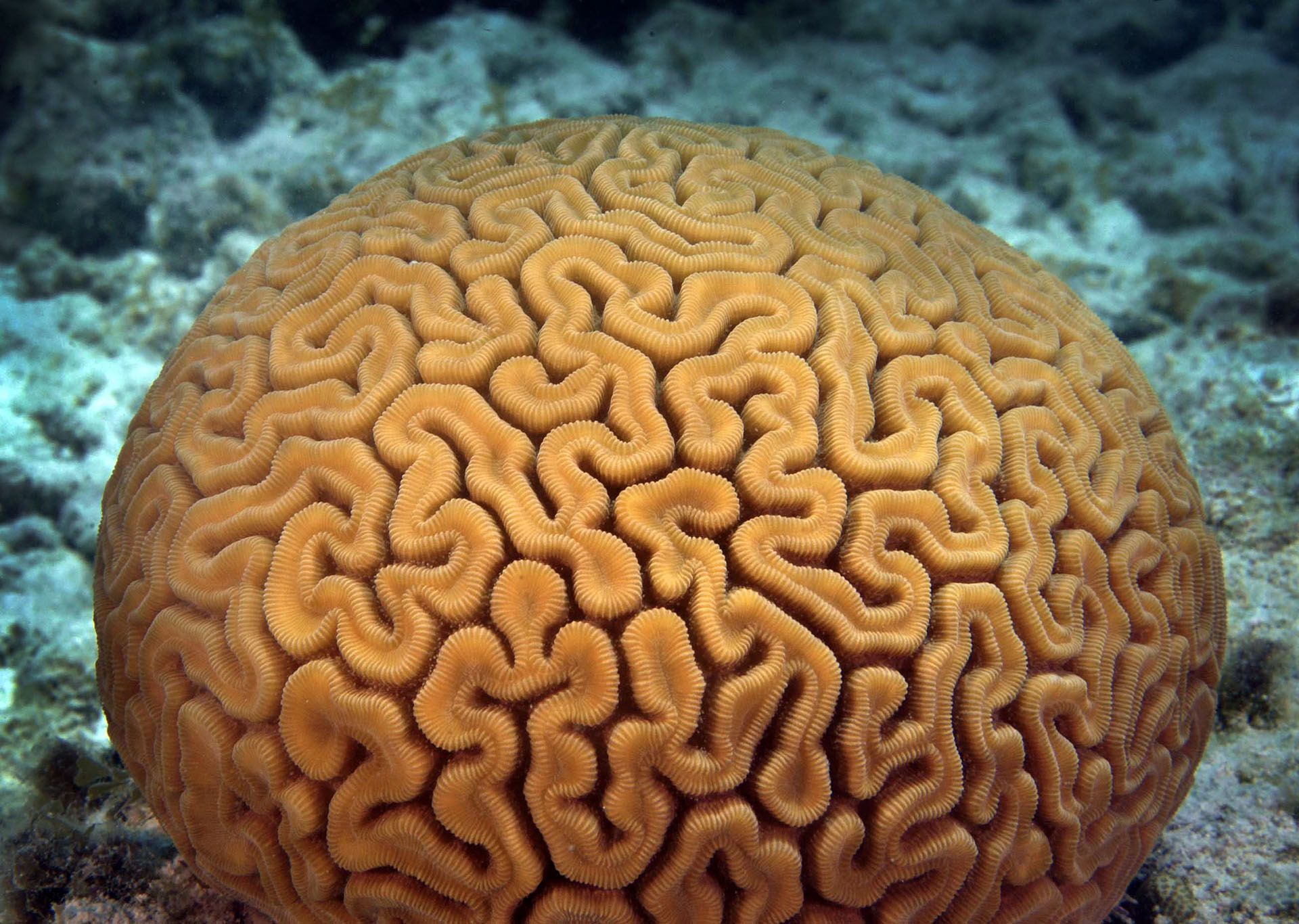 Diploria labyrinthiformis
