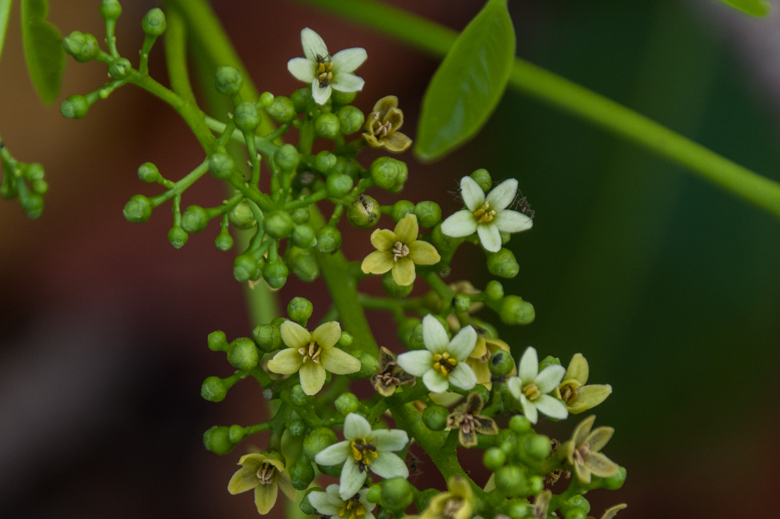 Metopium brownei