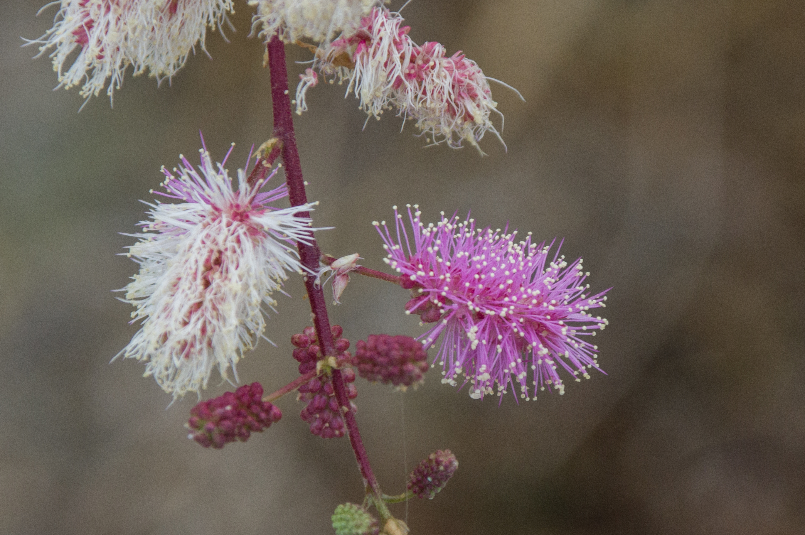 Mimosa distachya