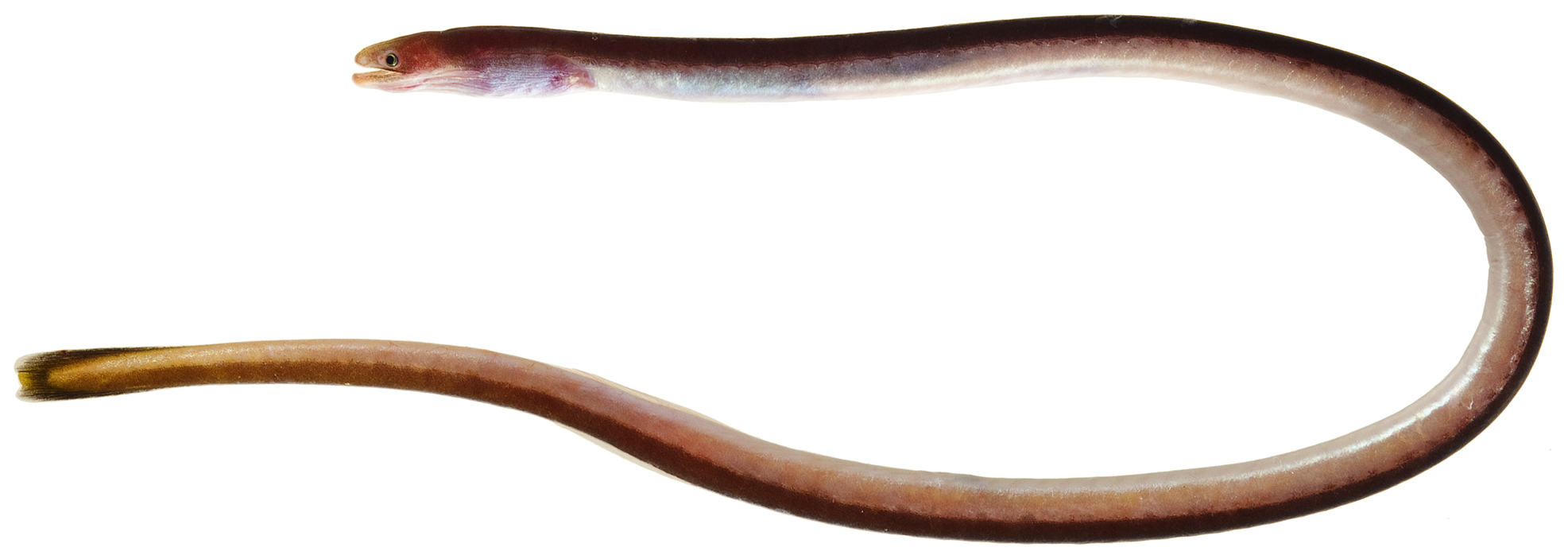 Moringua edwardsi