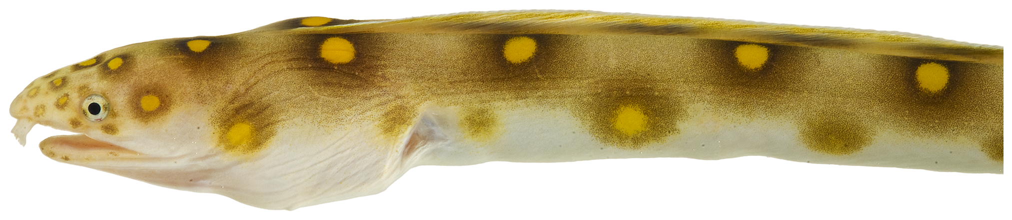 Myrichthys ocellatus
