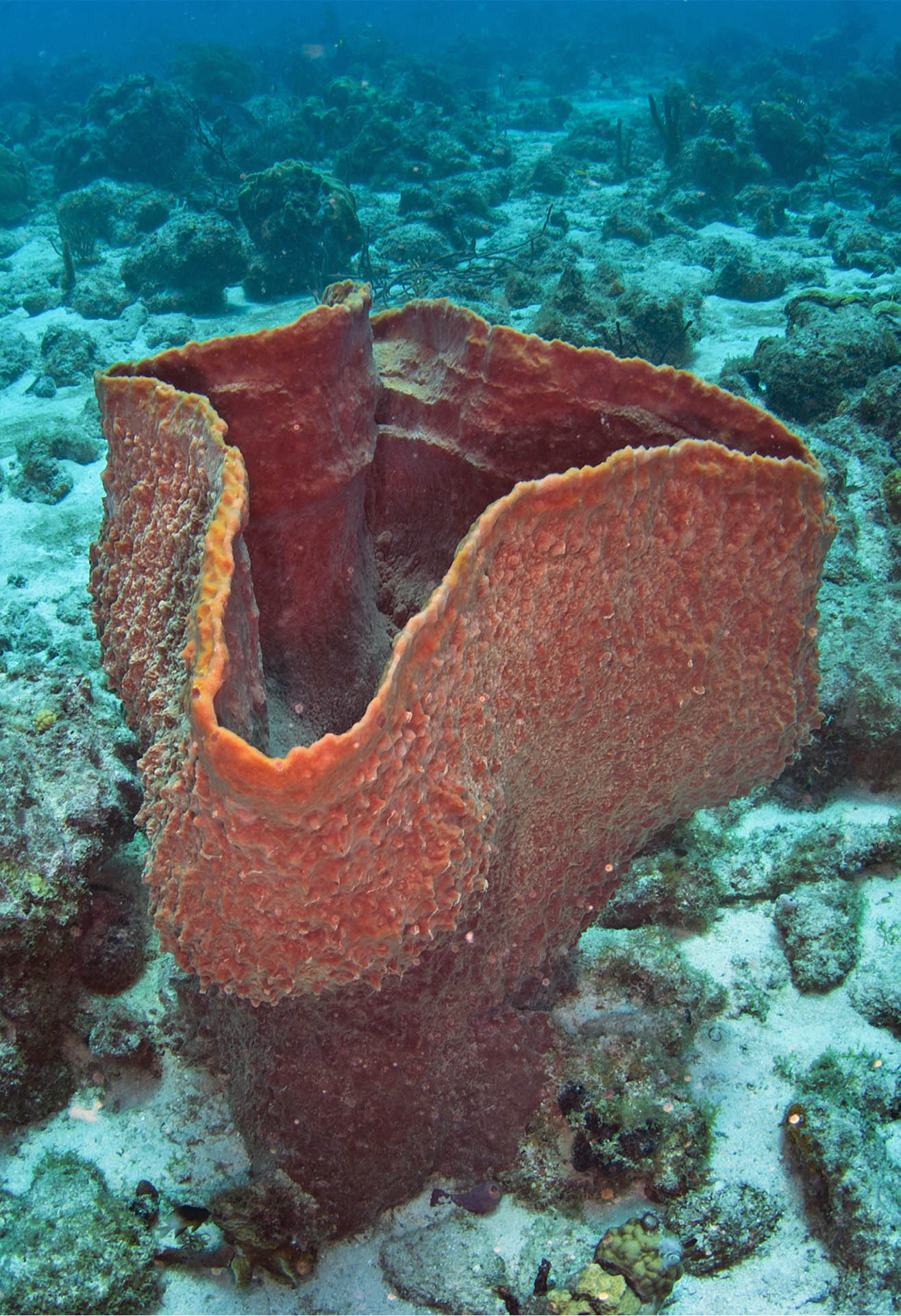 Ircinia campana