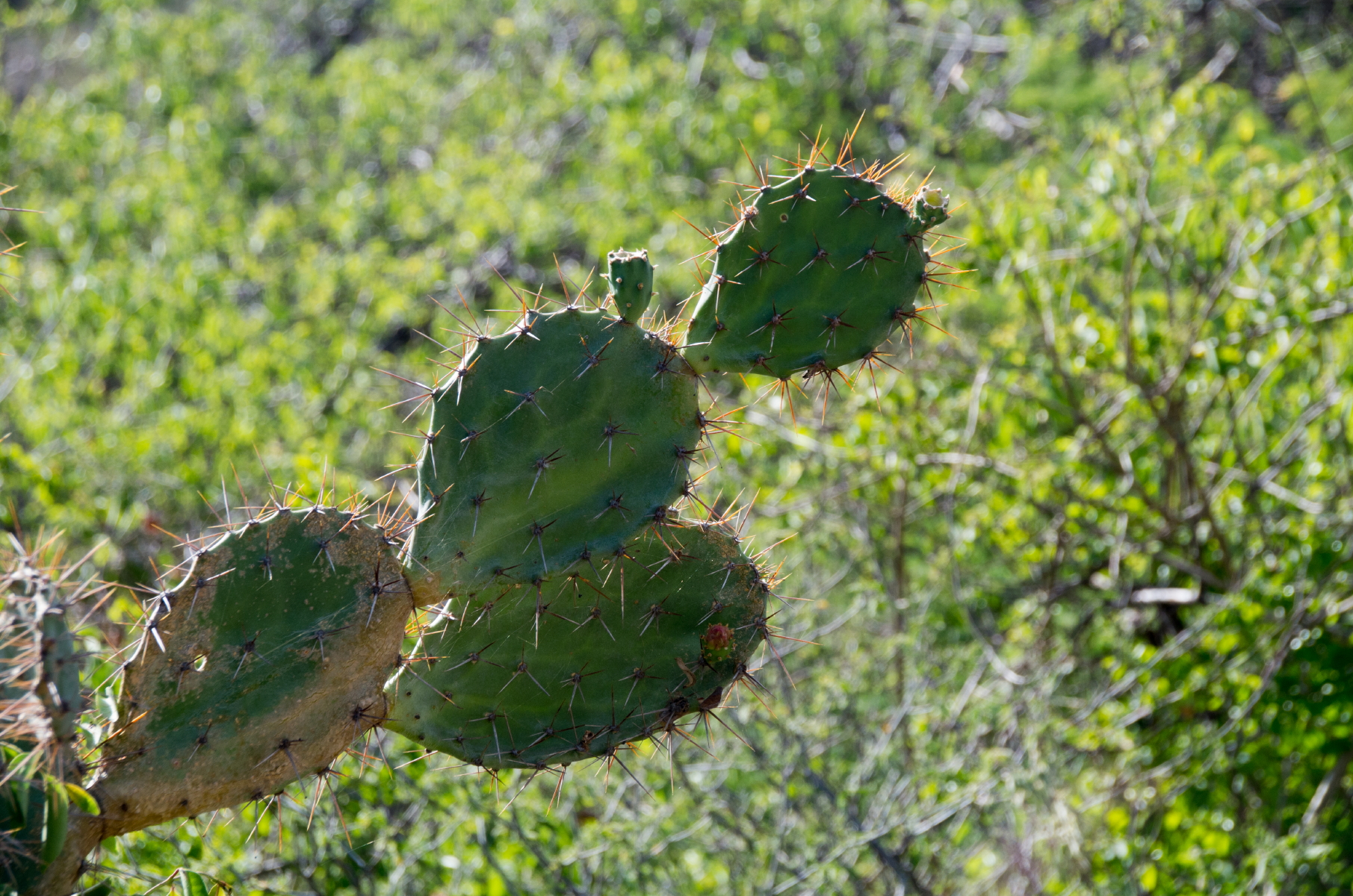 Opuntia elatior