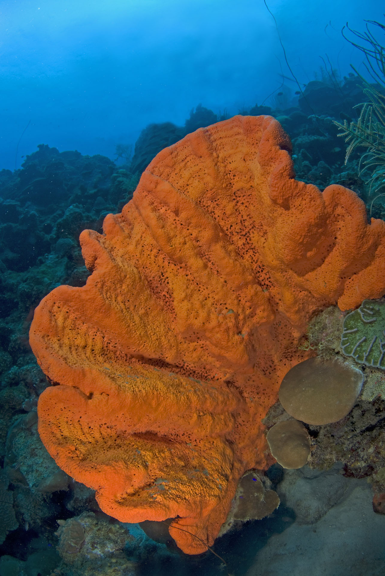 Agelas citrina
