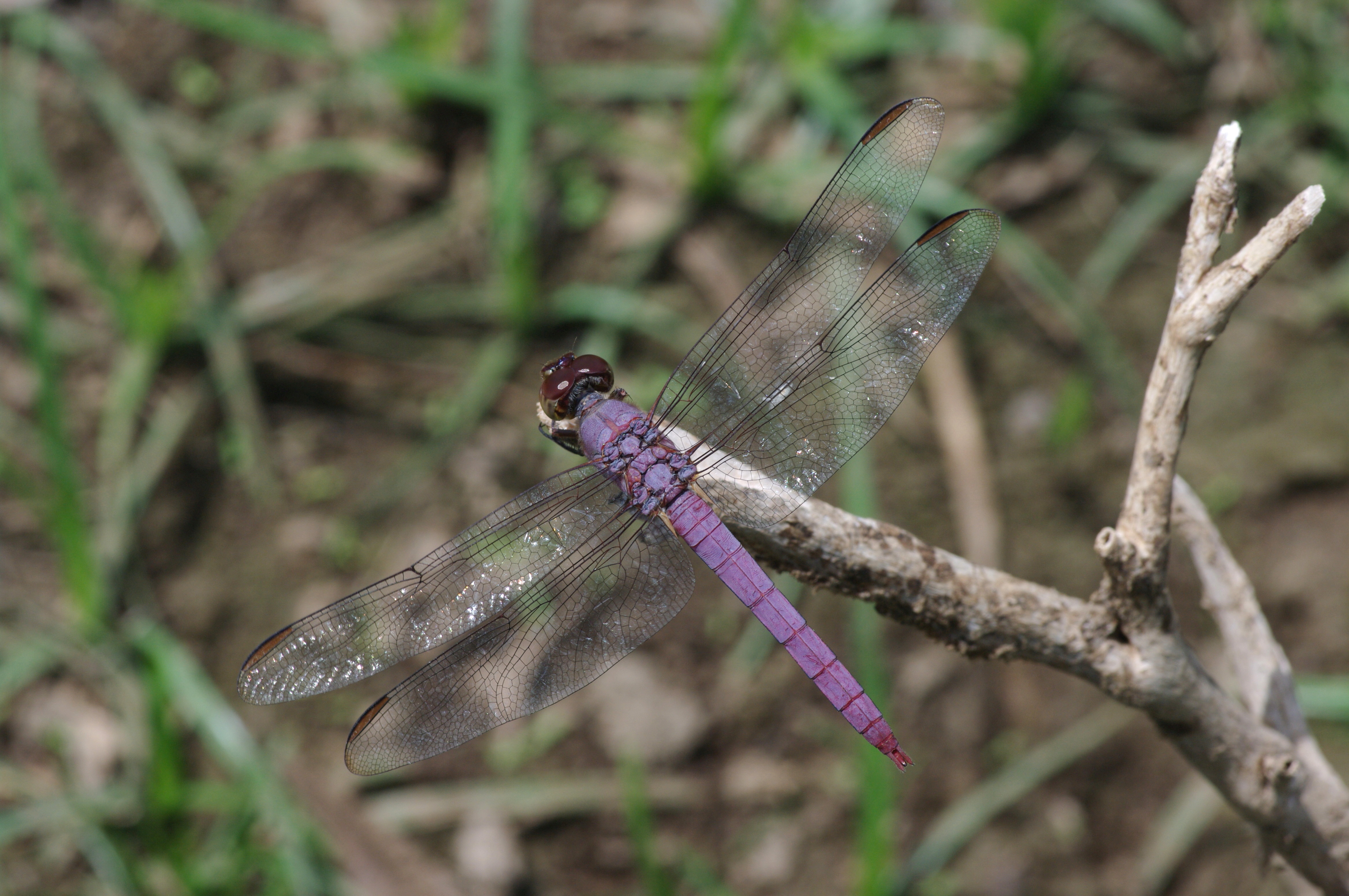 Orthemis aequilibris