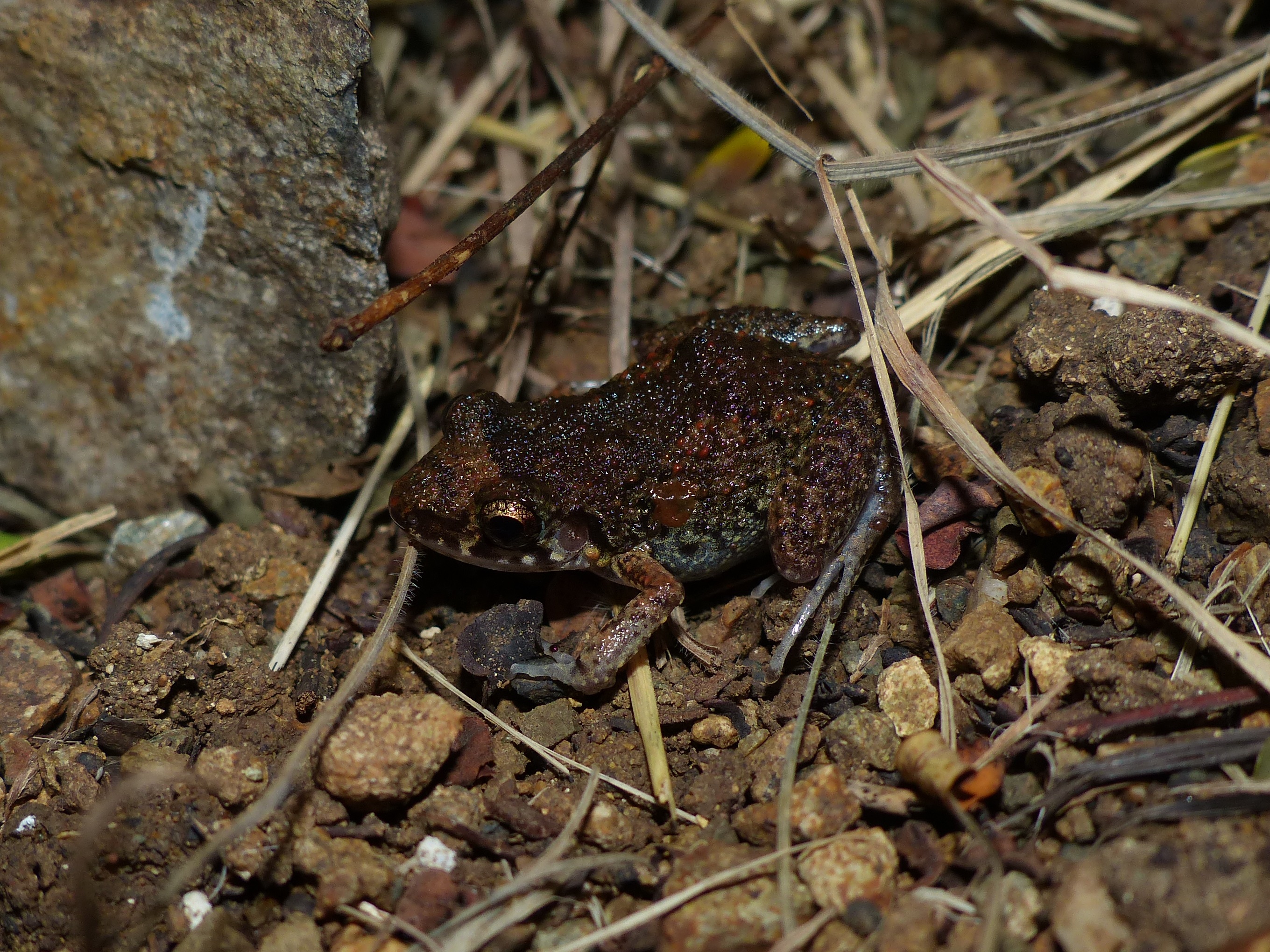 Species photo 11