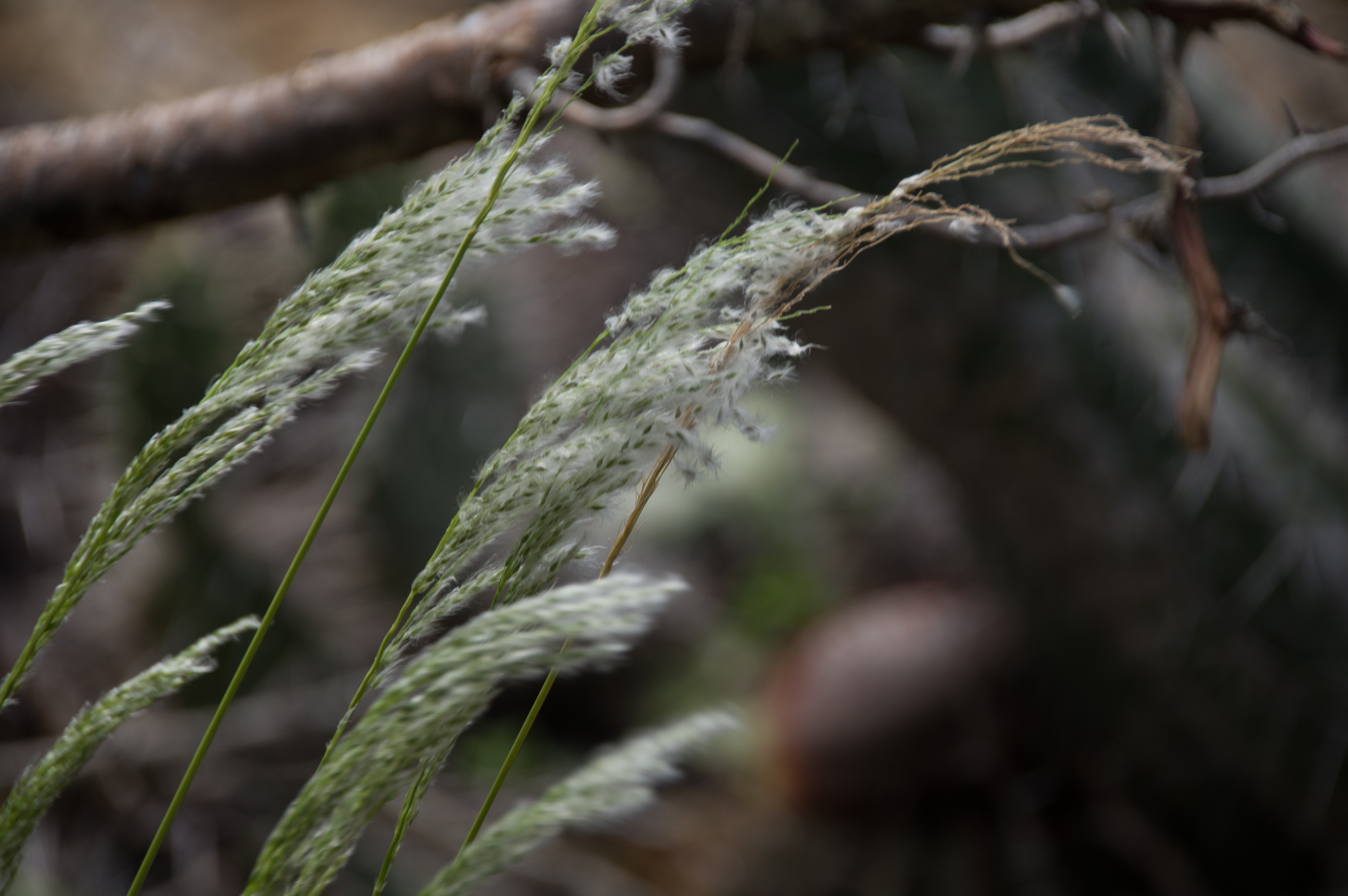 Pappophorum pappiferum