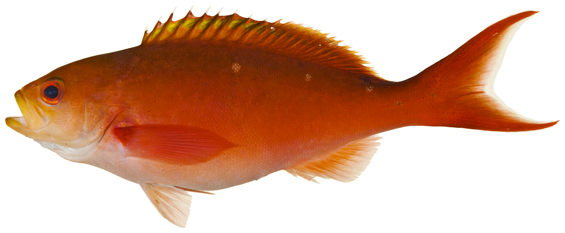 Paranthias furcifer