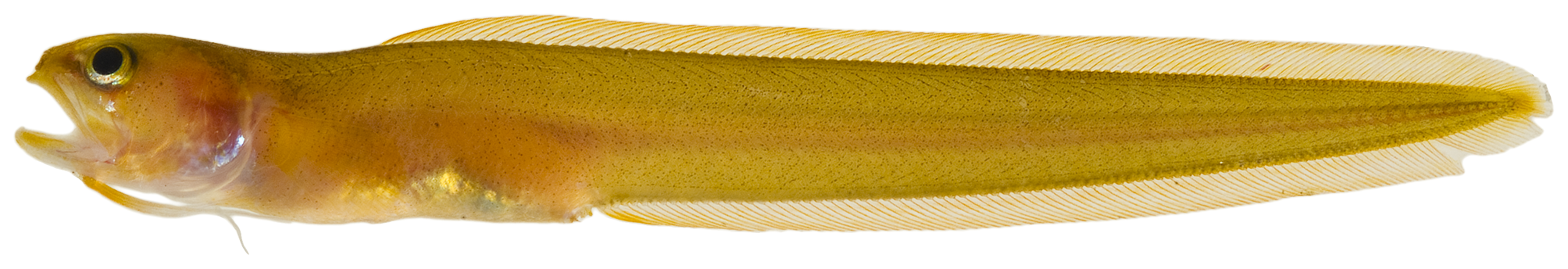 Dusky Cusk-eel