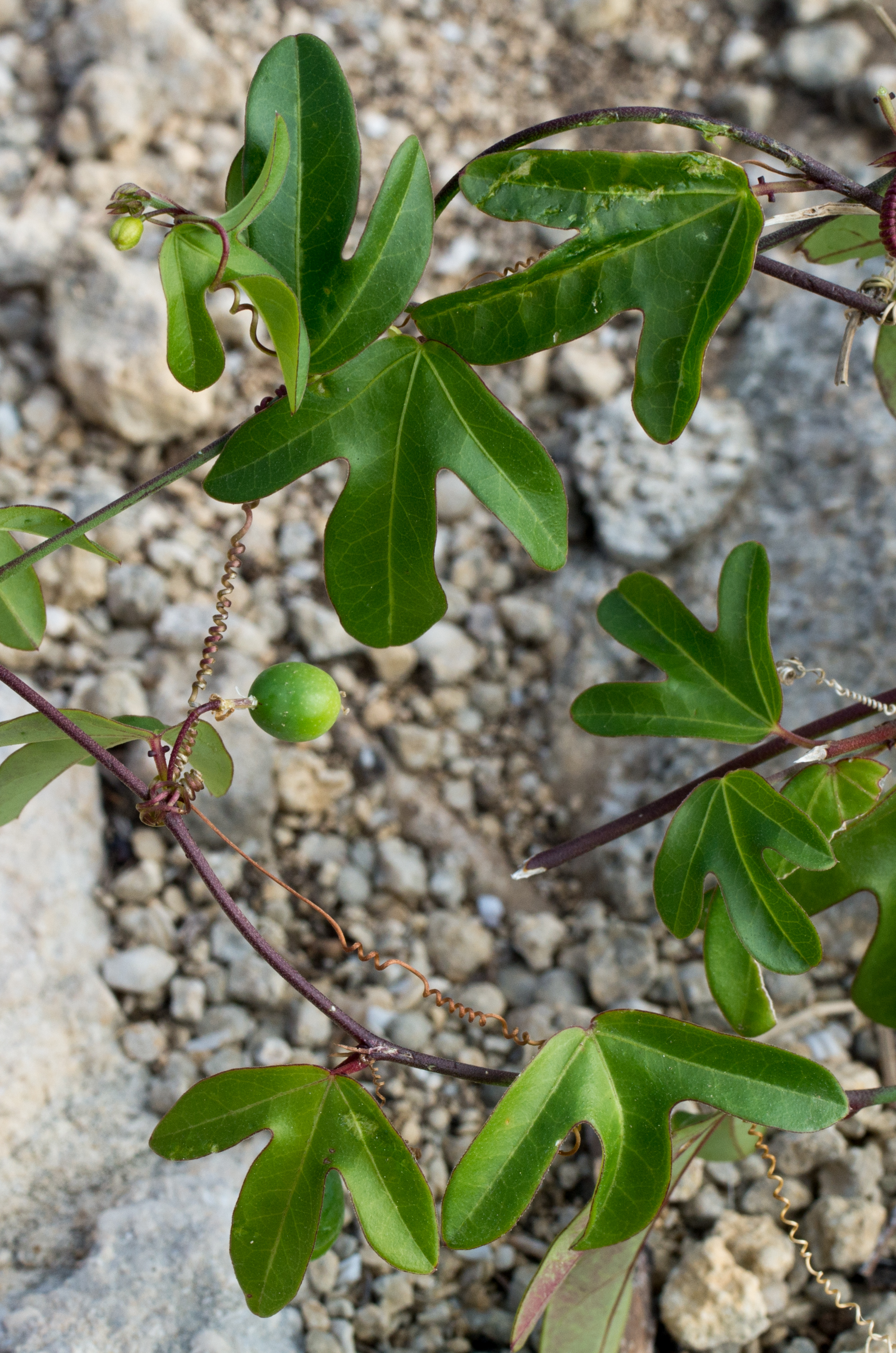 Passiflora suberosa