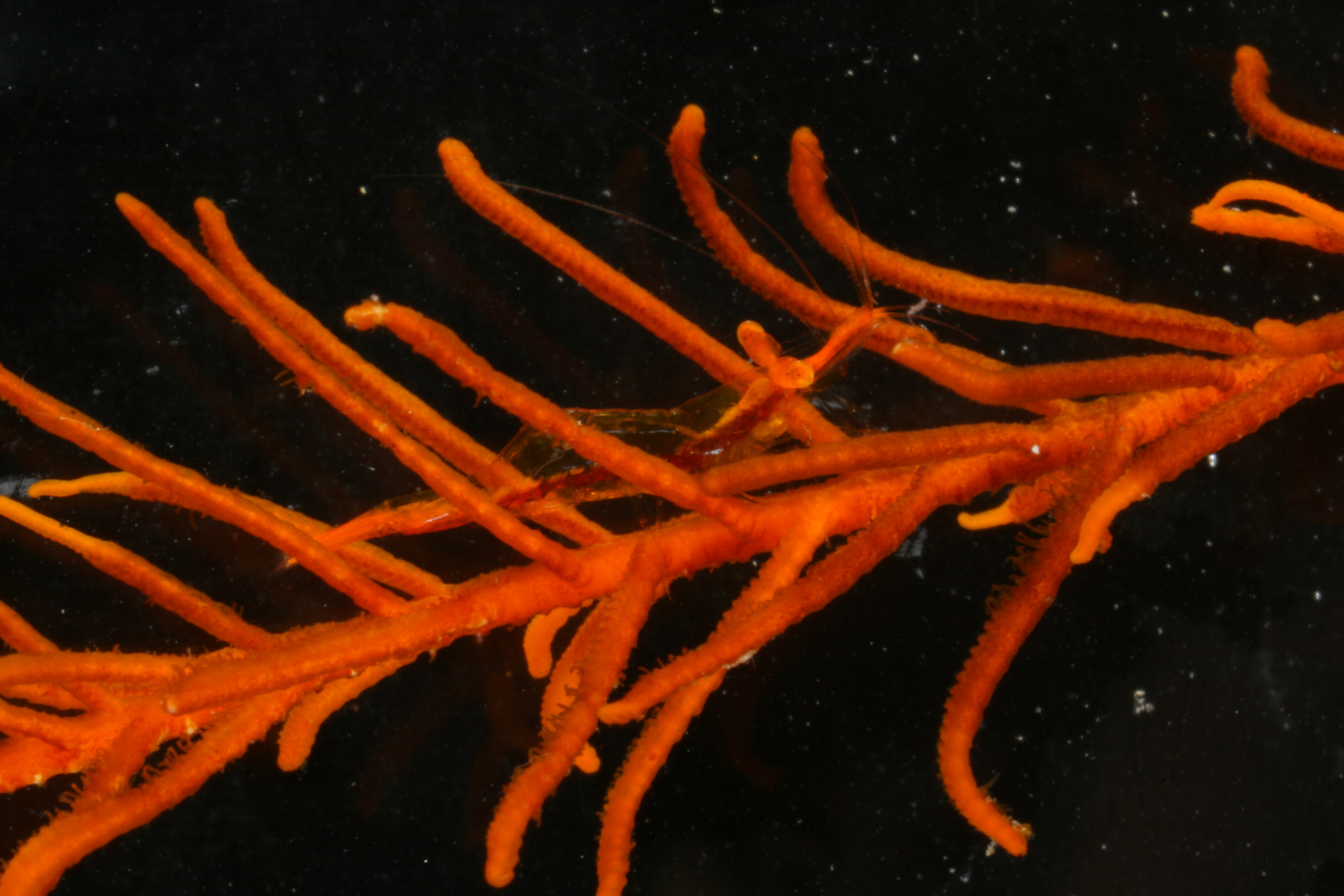 Periclimenes crinoidalis