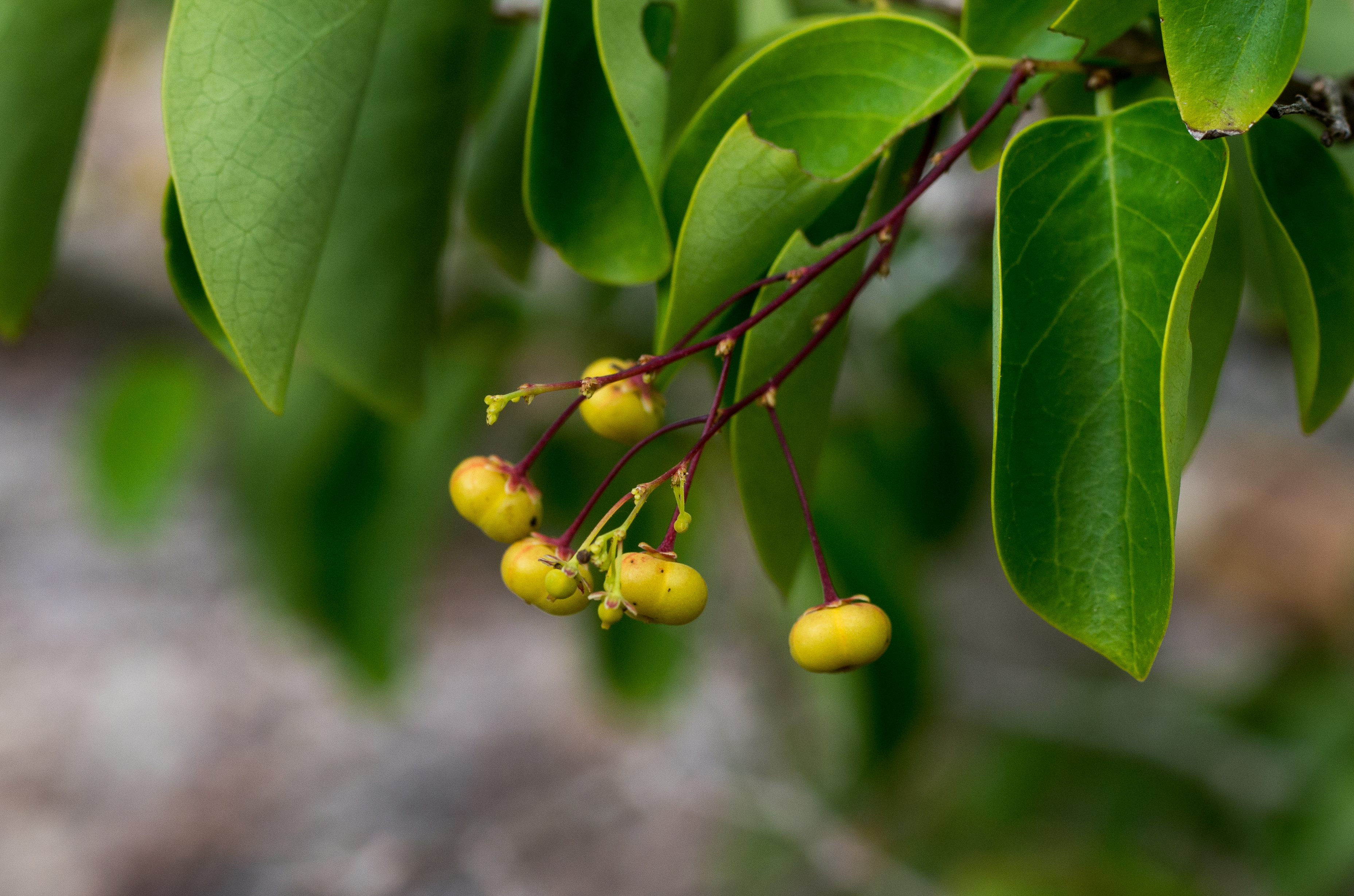 Phyllanthus botryanthus
