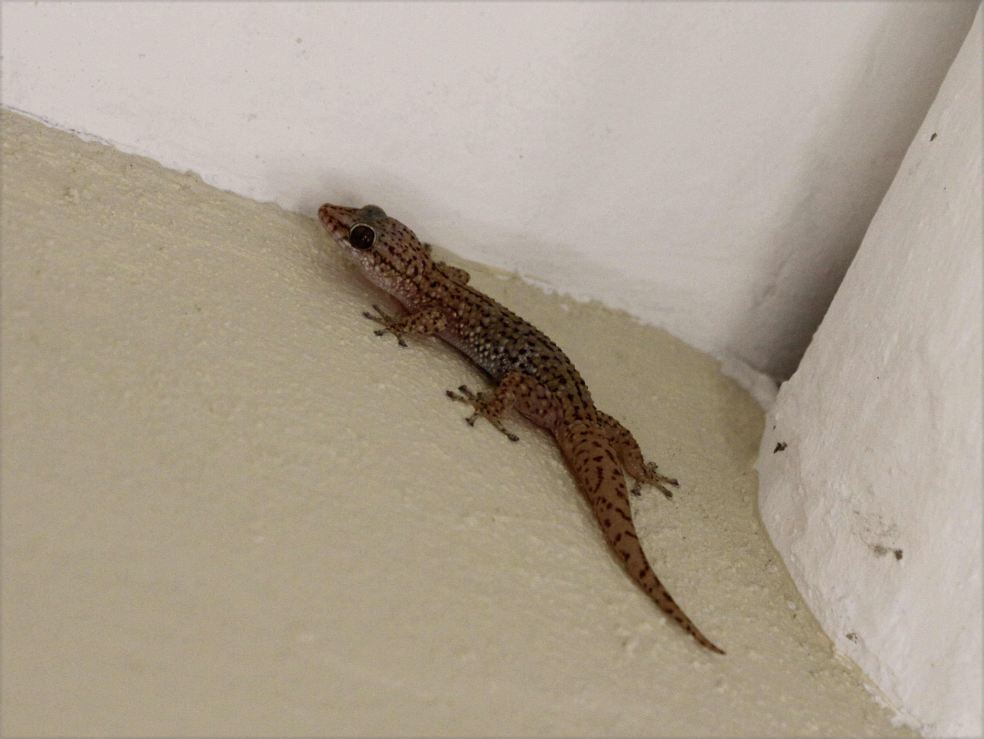 Phyllodactylus martini