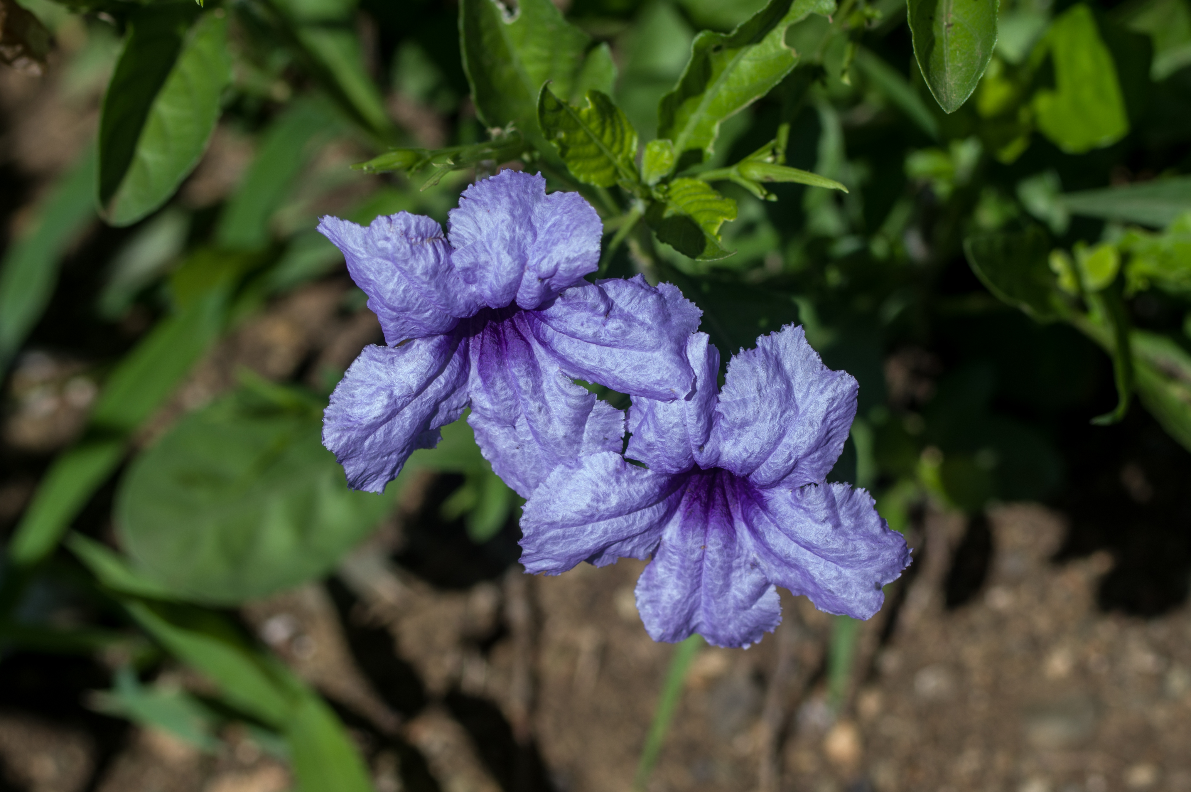 Ruellia tuberosa