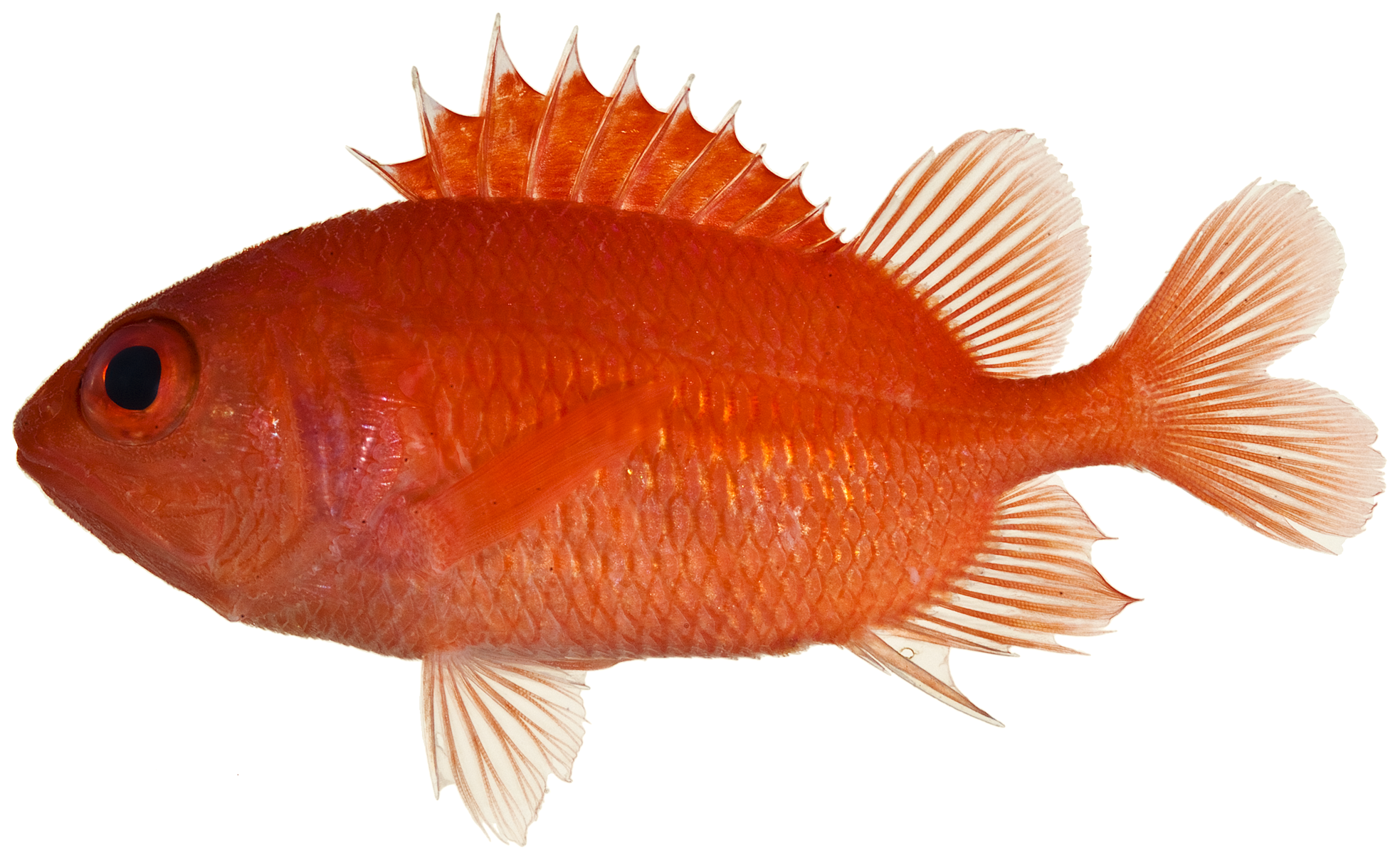 Cardinal Soldierfish