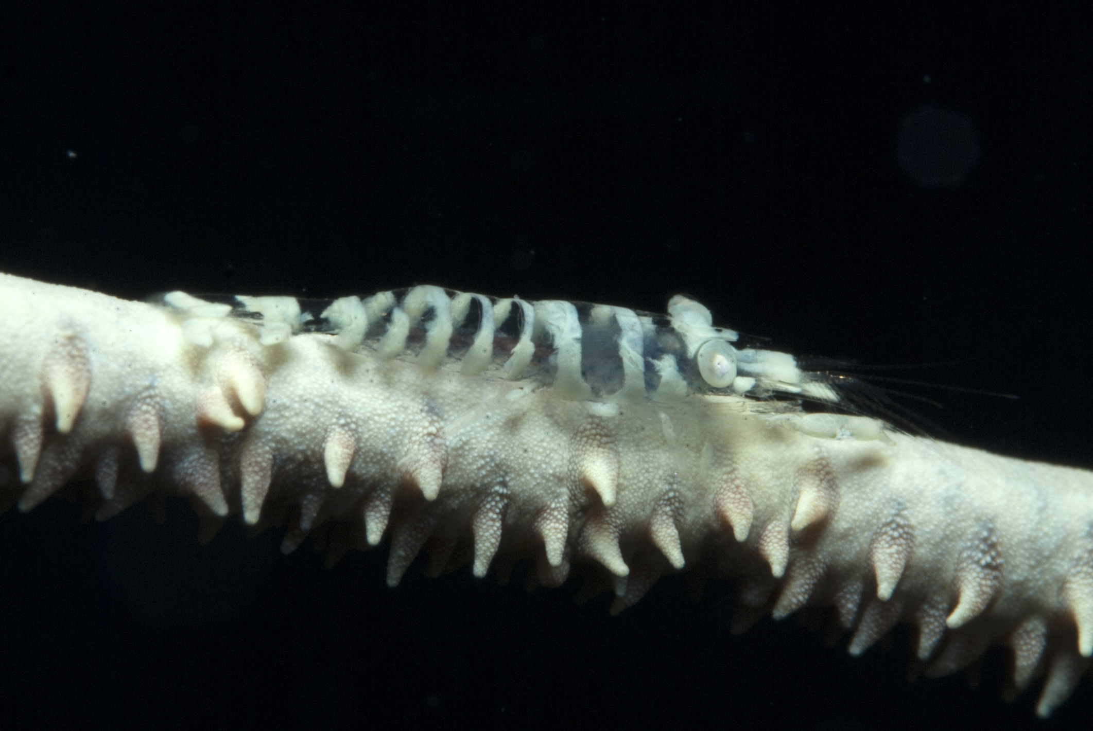 Pseudopontonides principis