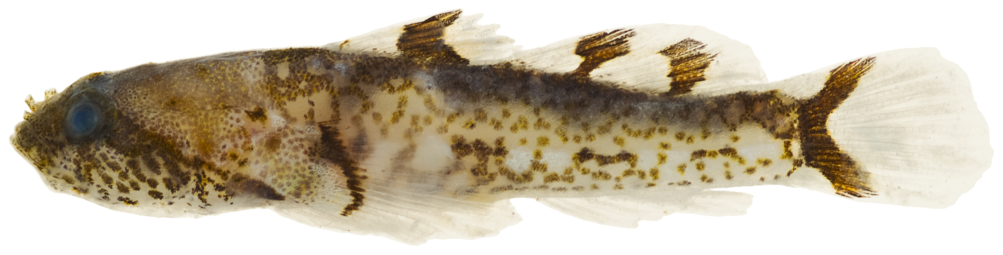 Psilotris batrachodes