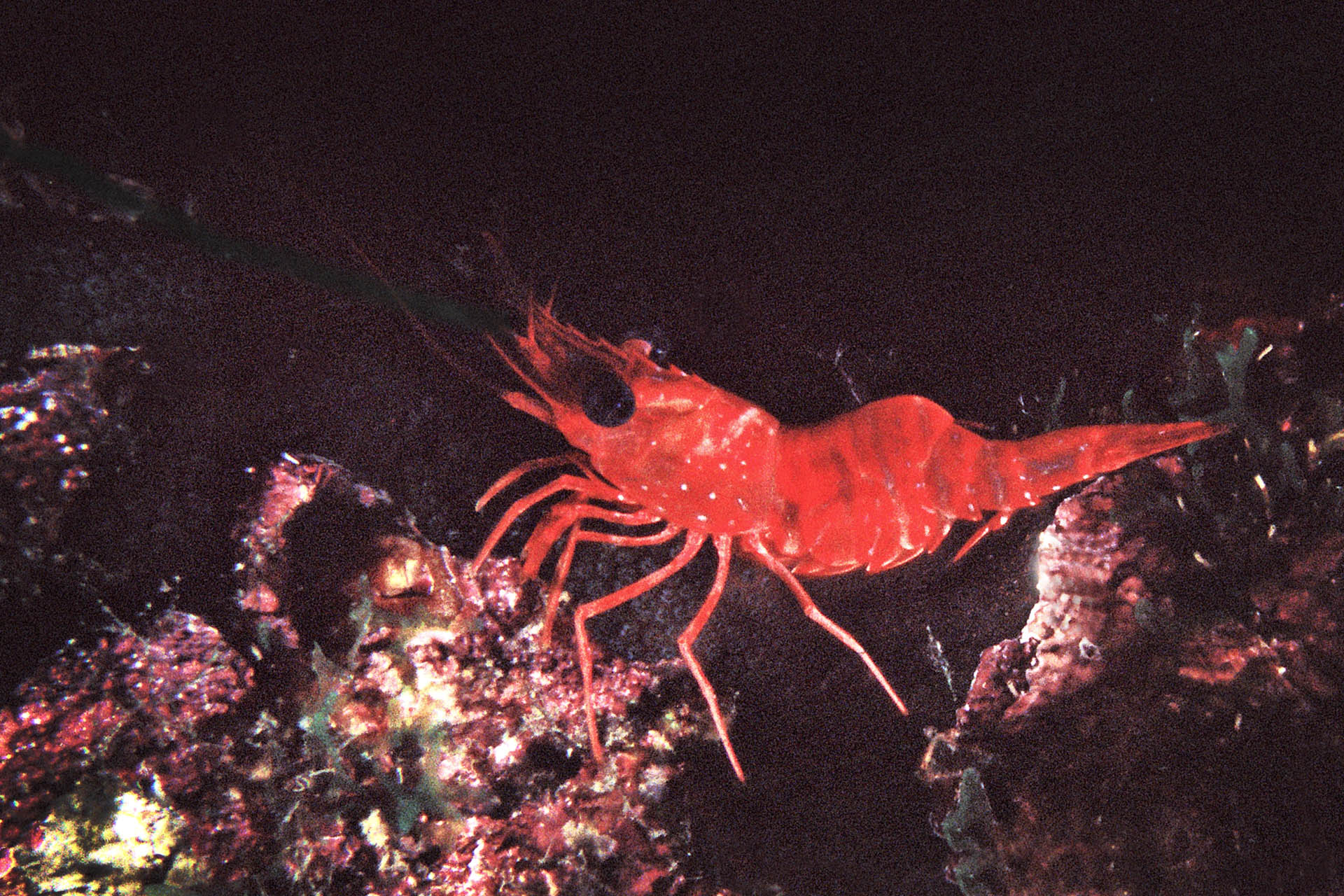 Cinetorhynchus manningi