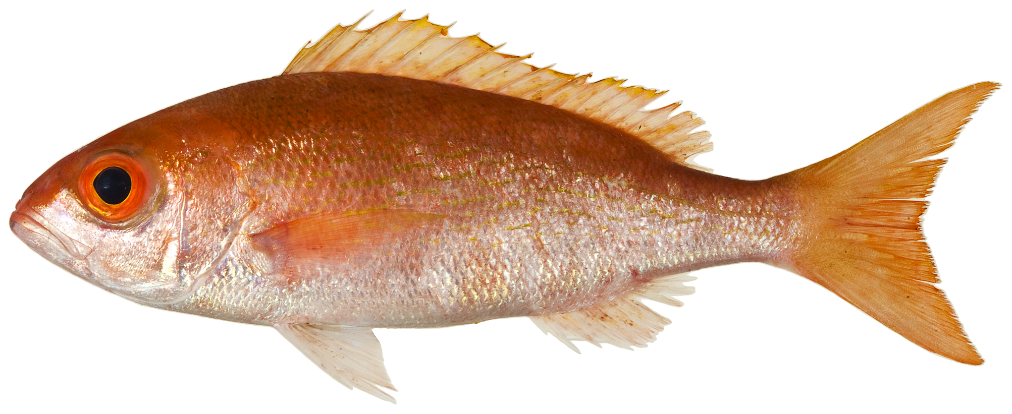 Vermilion Snapper