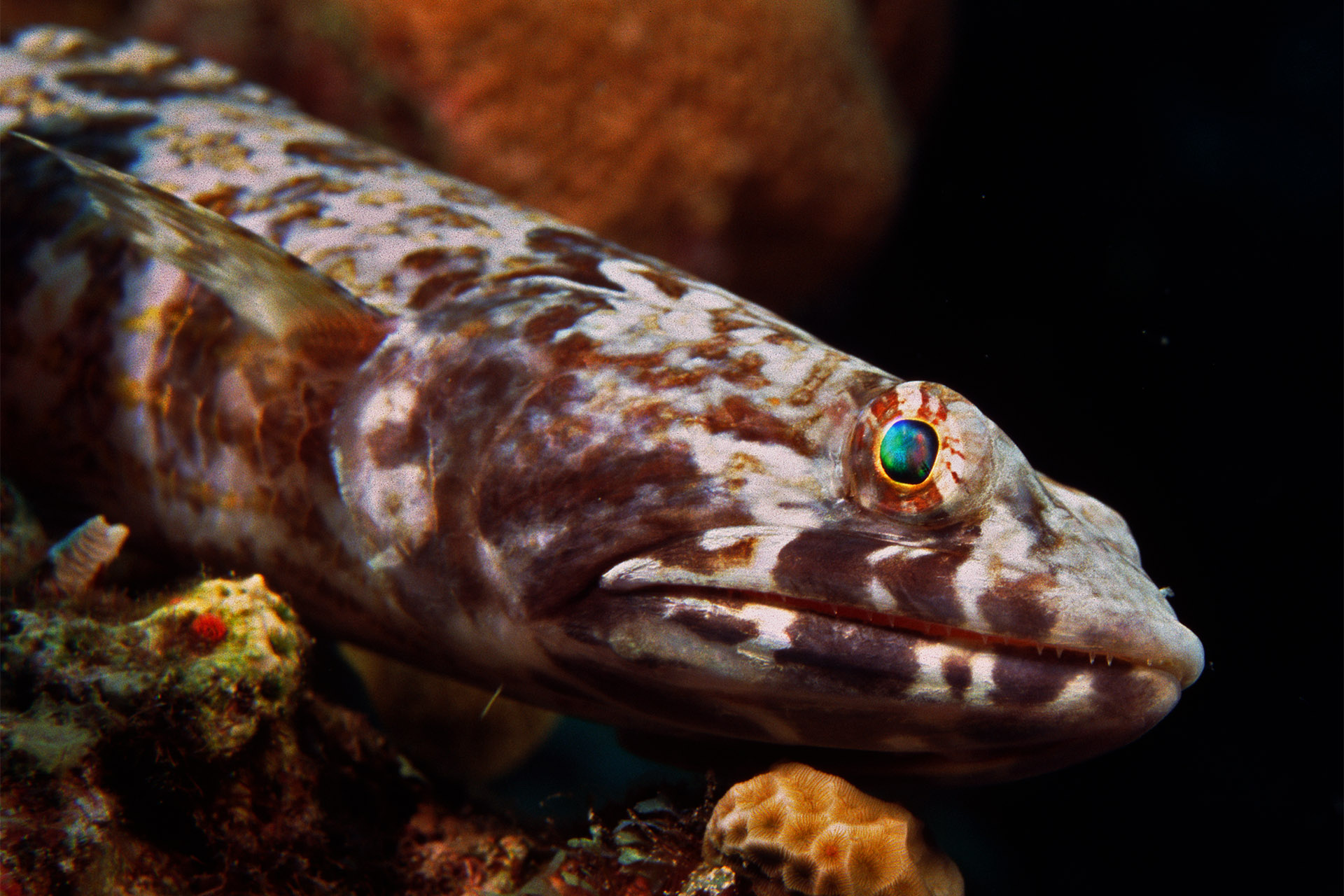 Species photo 7