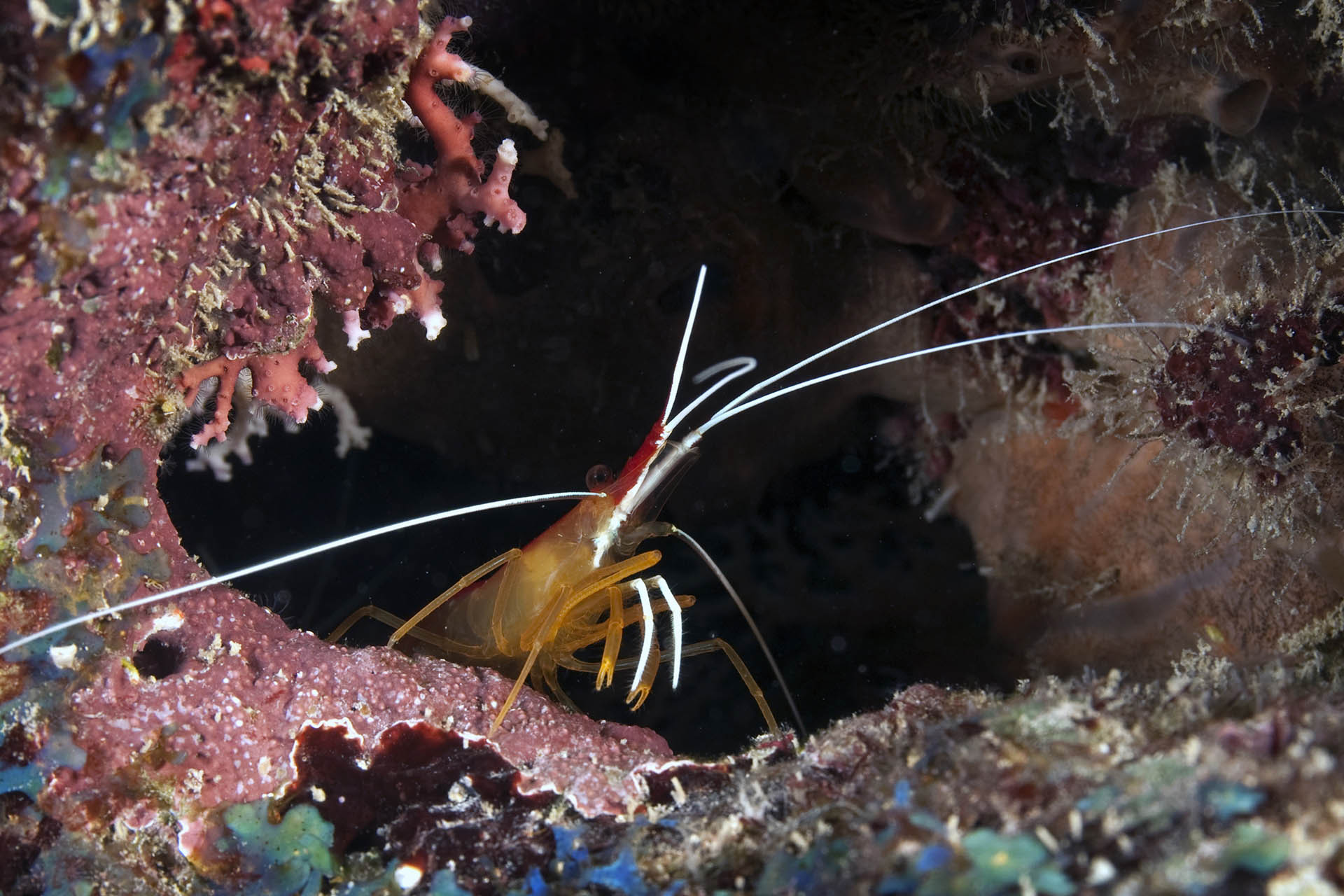 Lysmata grabhami