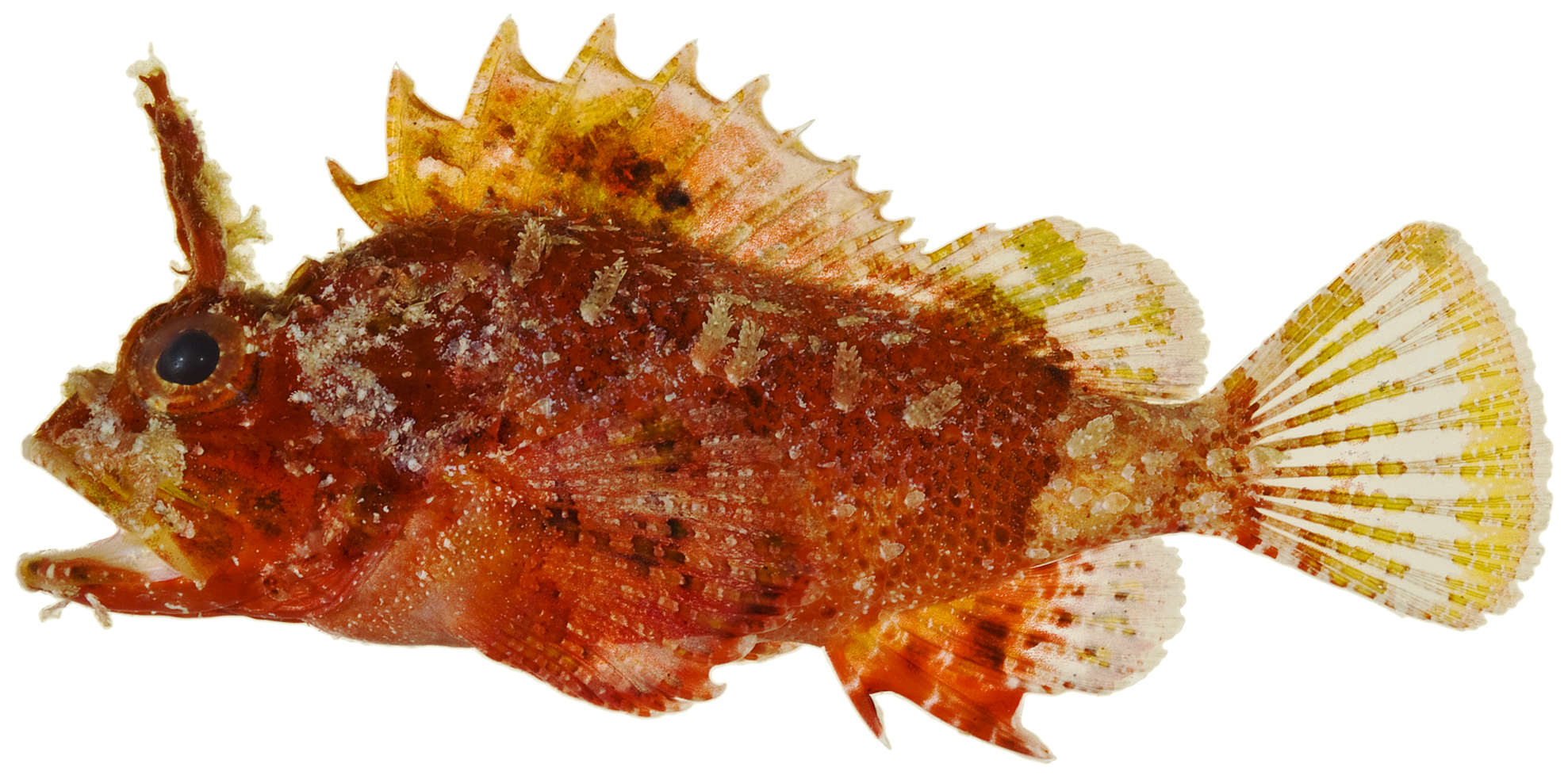 Scorpaena grandicornis