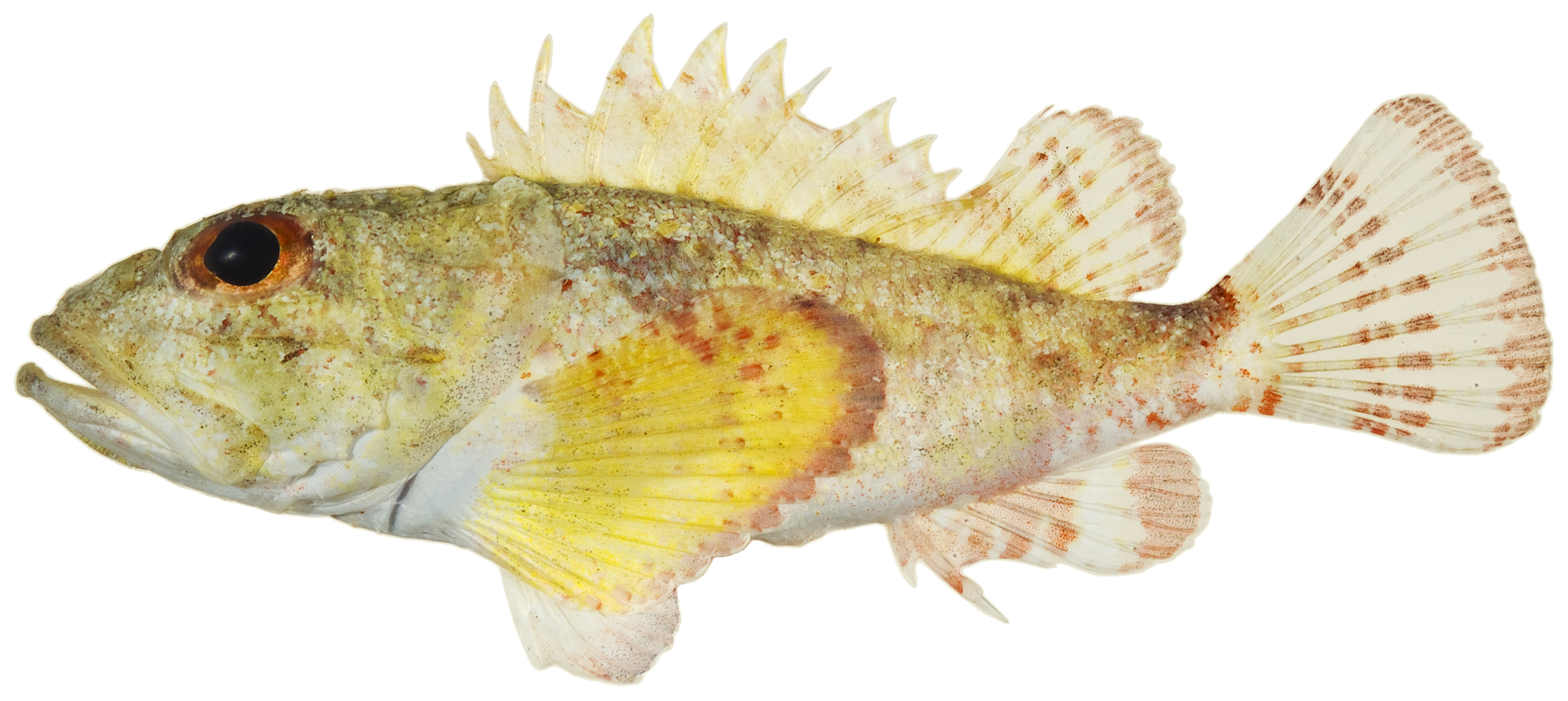 Scorpaena inermis