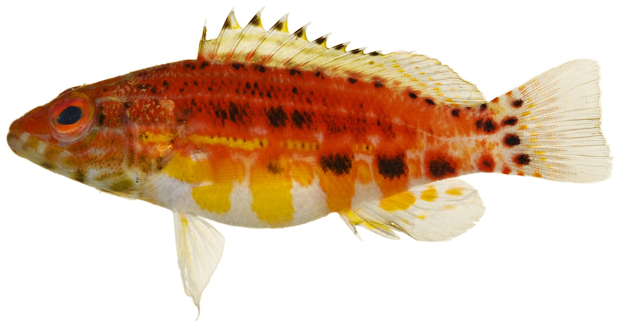 Lantern Bass