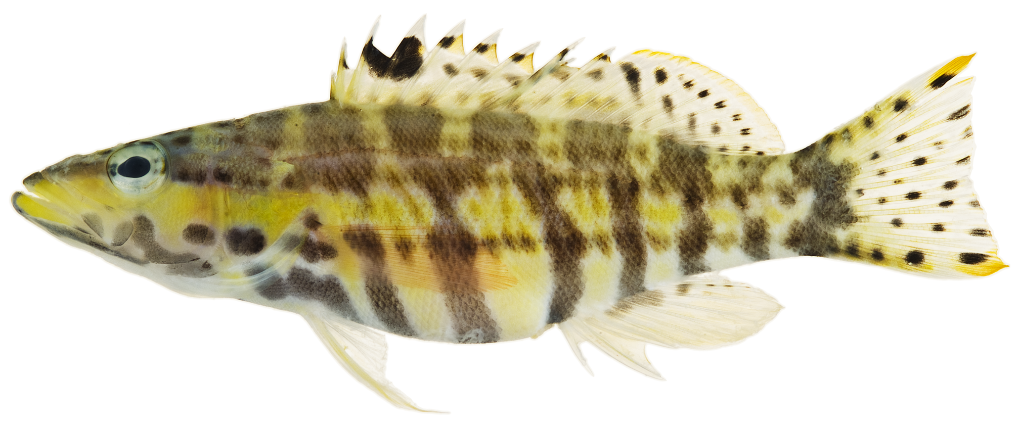 Harlequin Bass