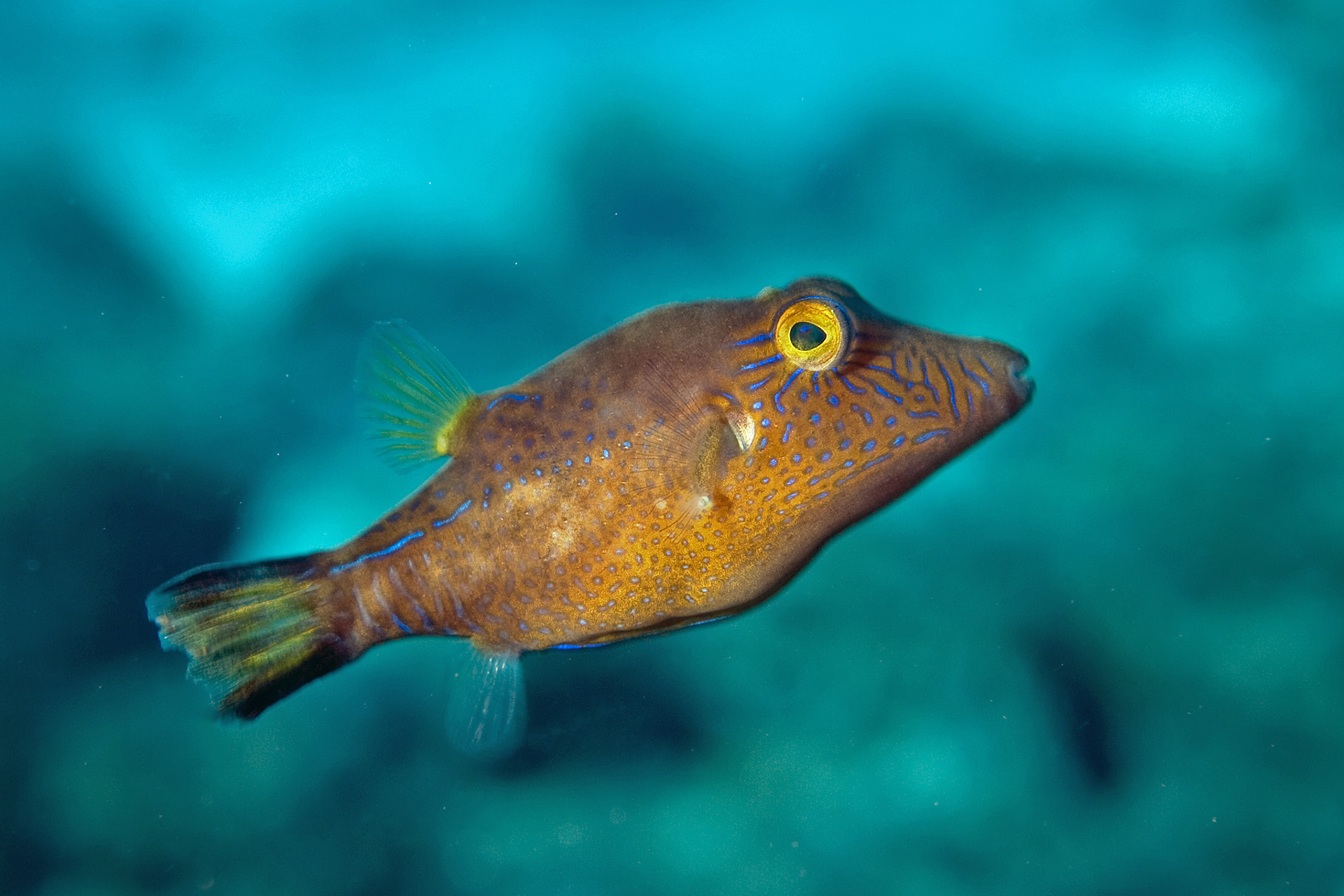 Canthigaster rostrata