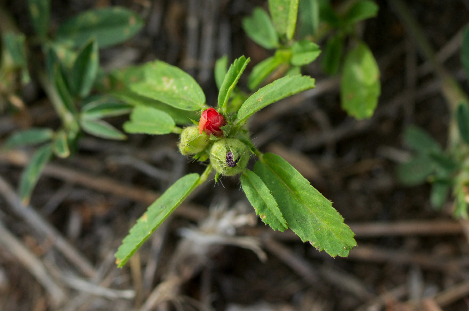 Sida ciliaris
