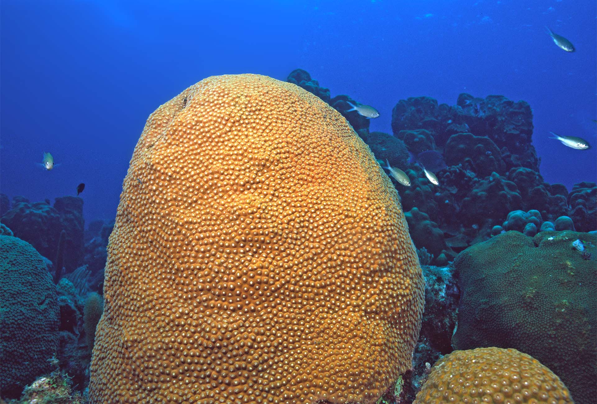 Montastraea cavernosa