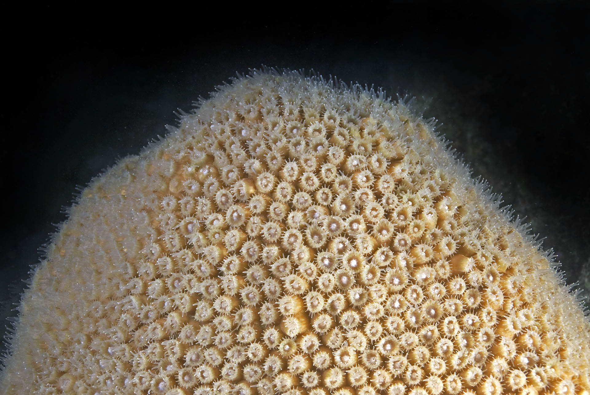 Solenastrea bournoni