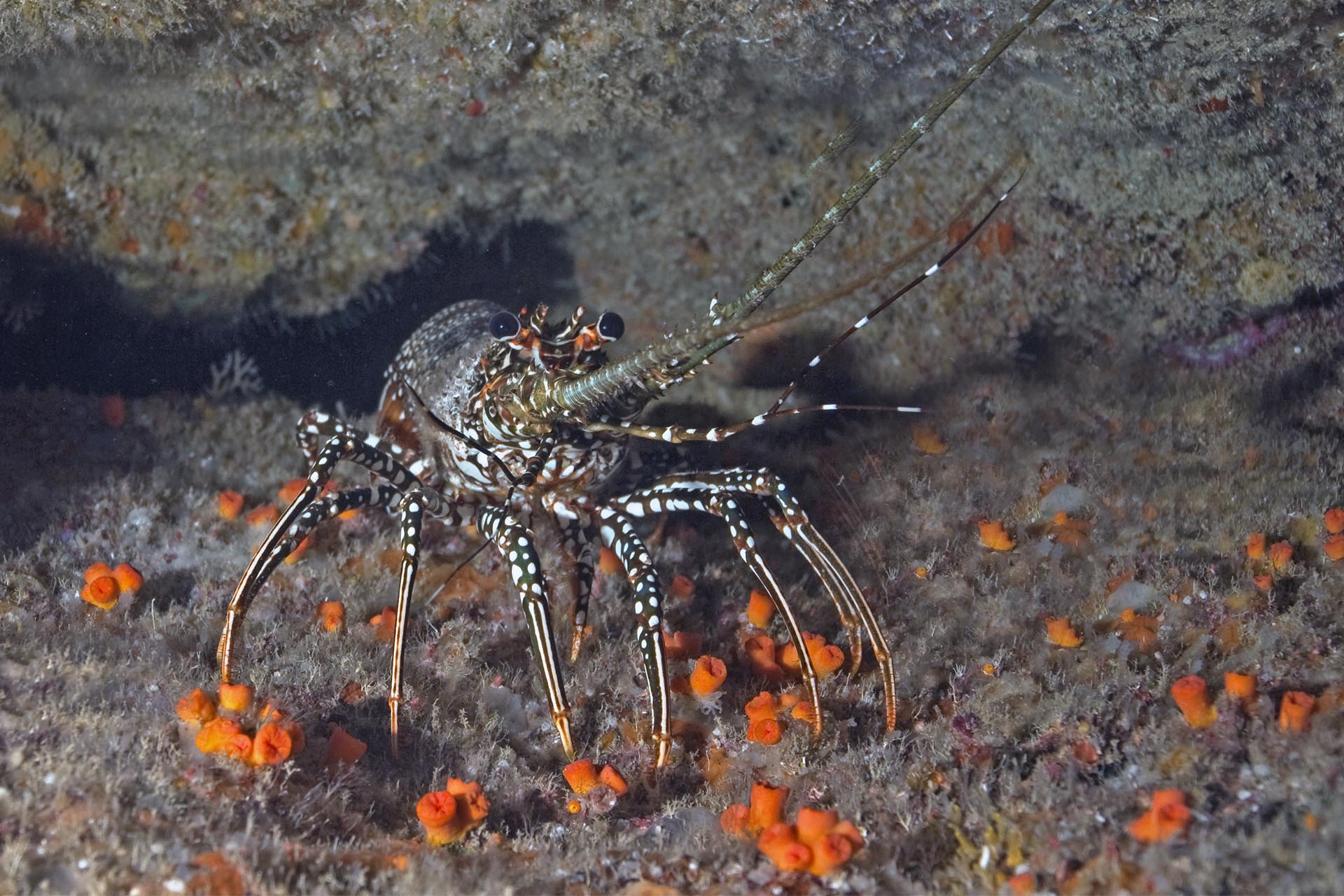 Panulirus guttatus
