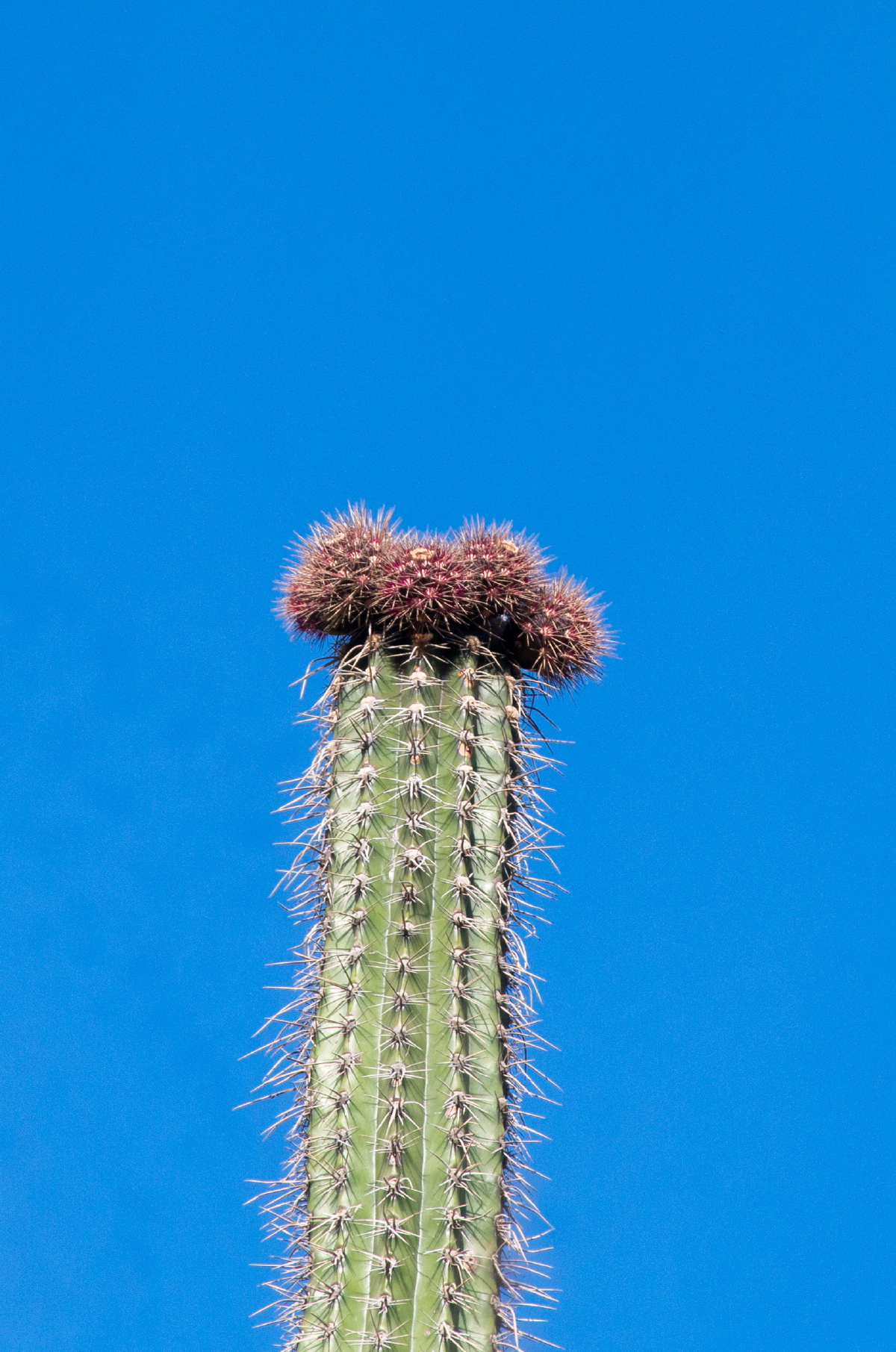 Stenocereus griseus