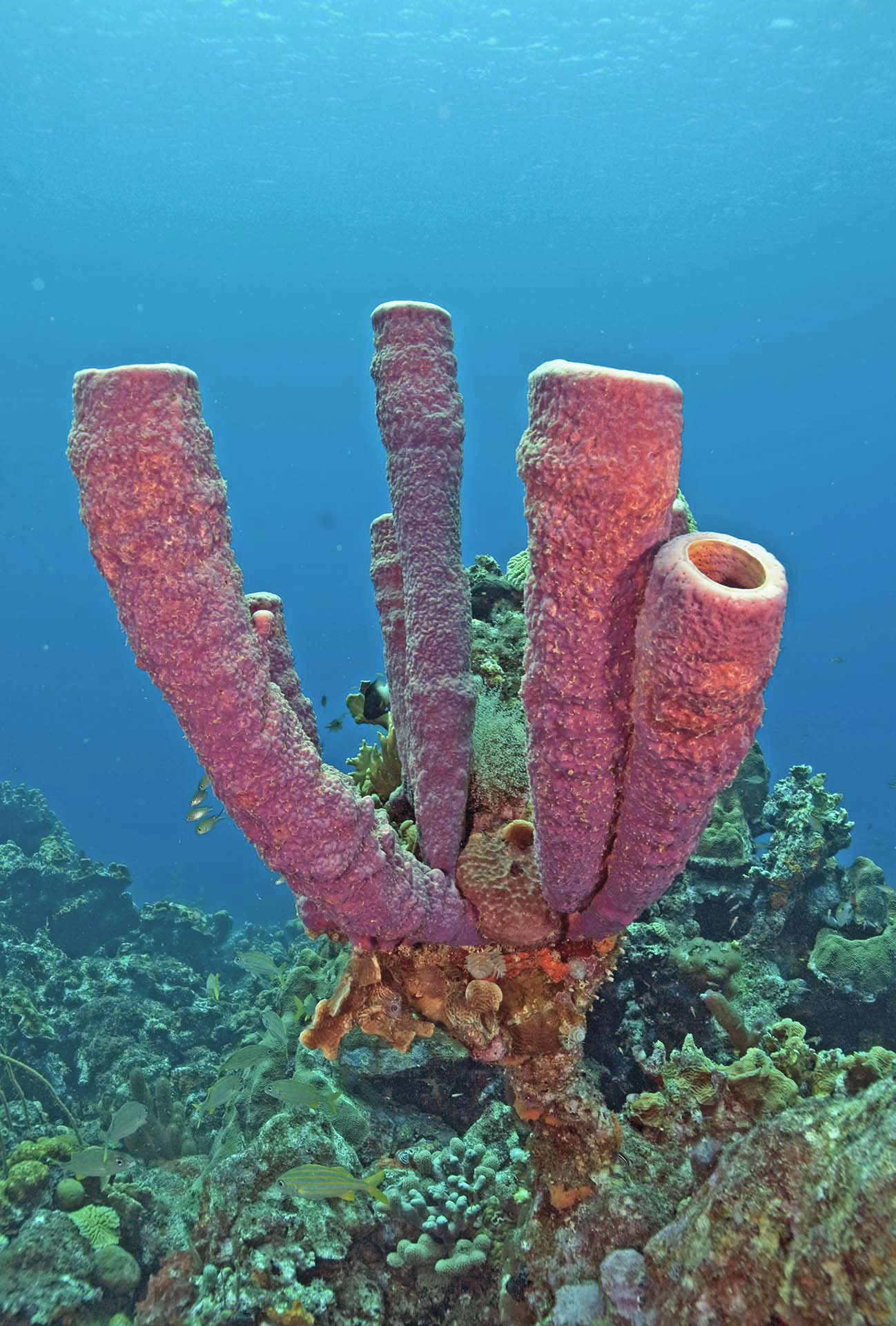 Aplysina archeri