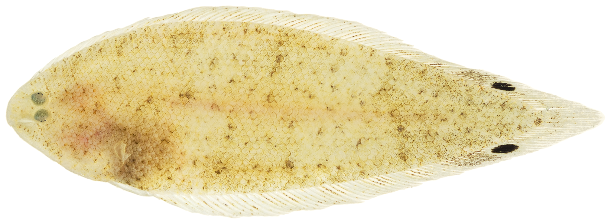 Symphurus ommaspilus