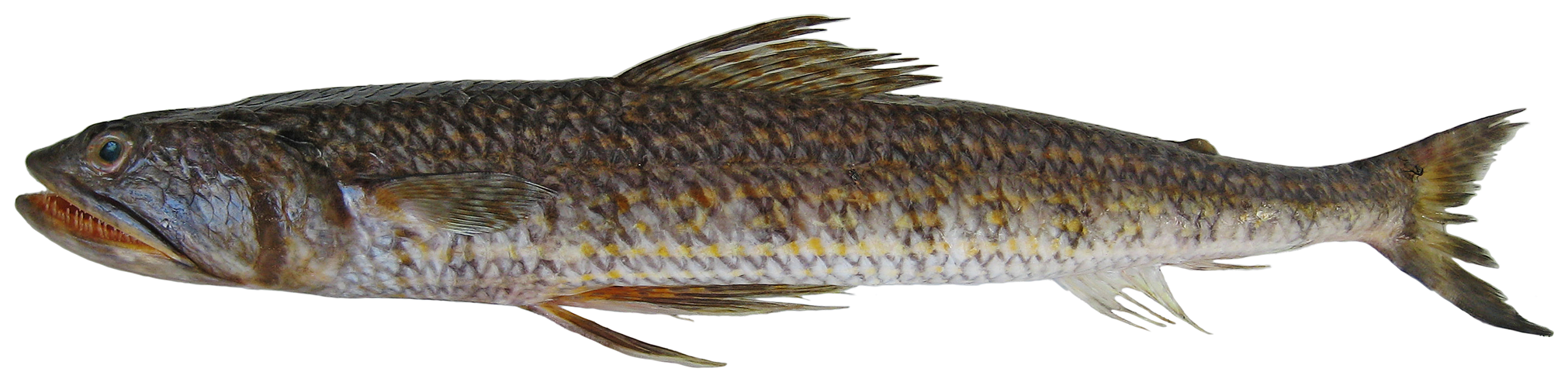 Species photo 9