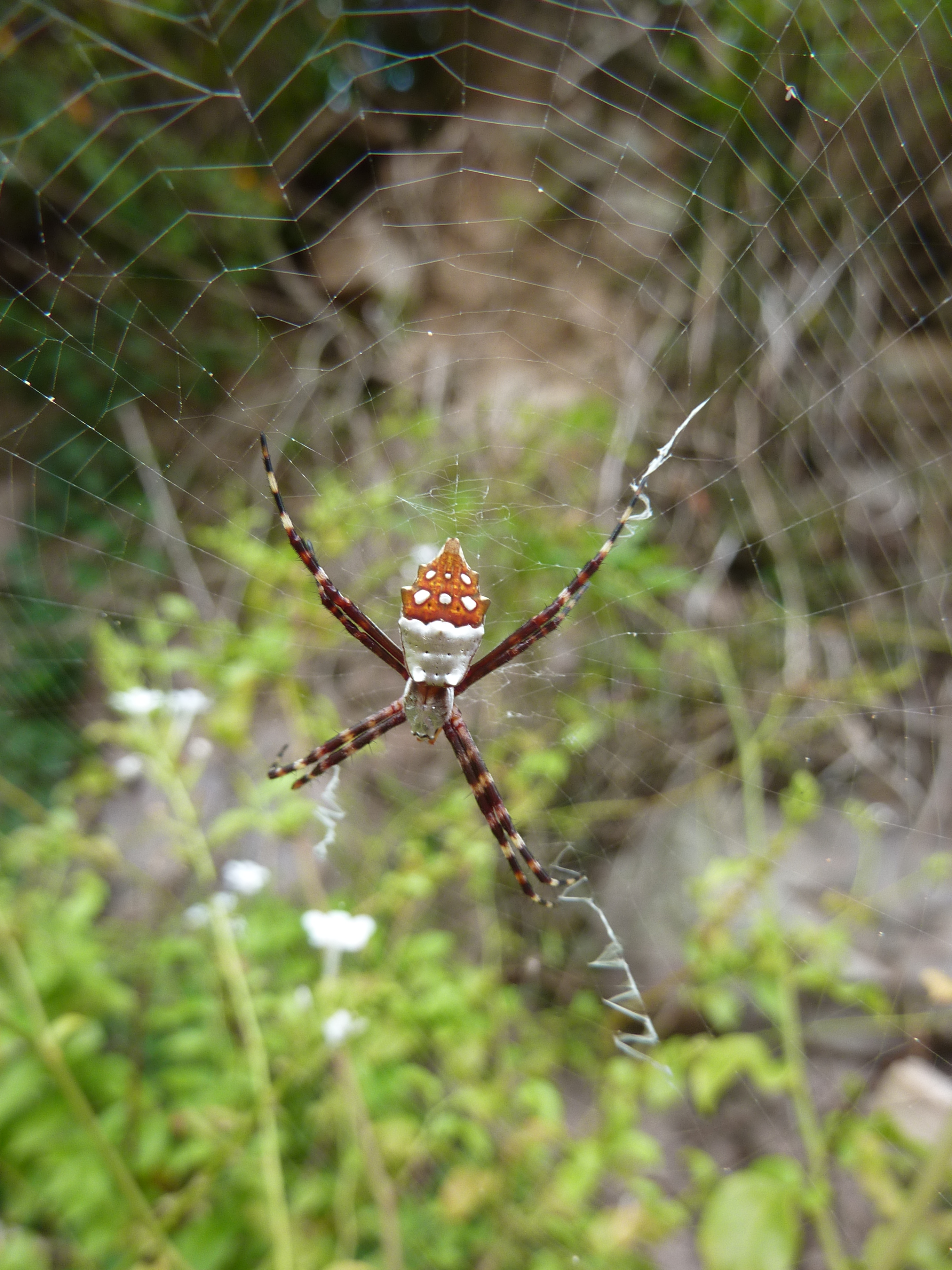 Species photo 15
