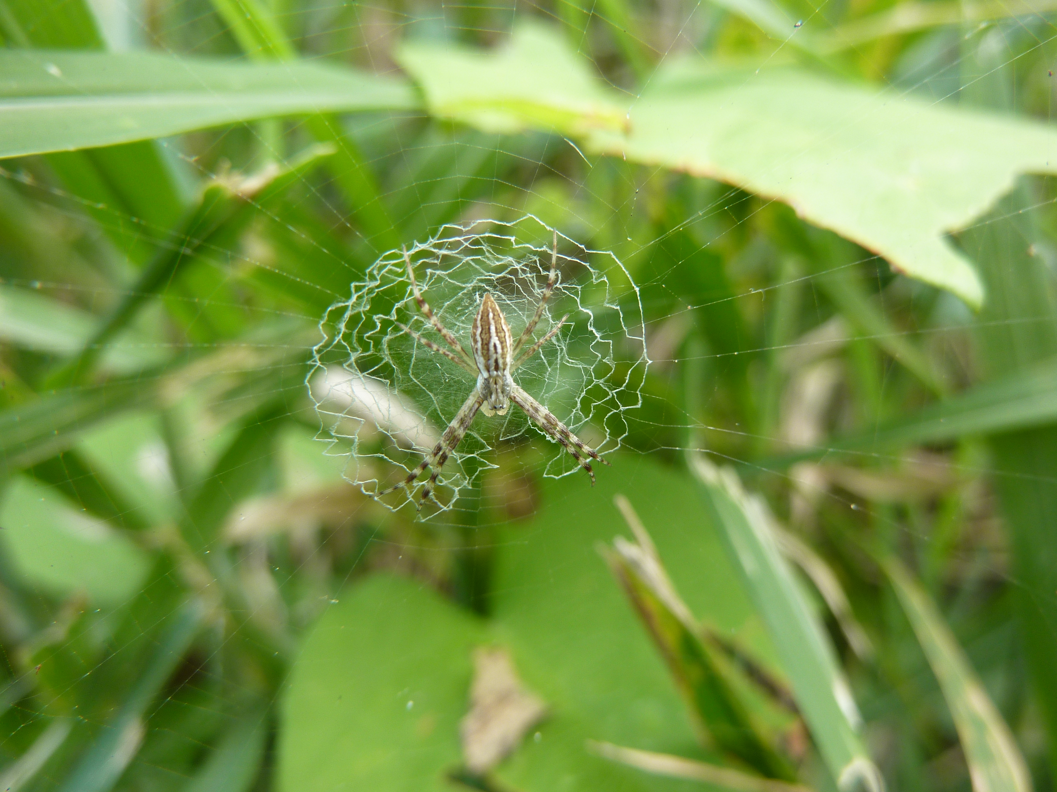 Species photo 9