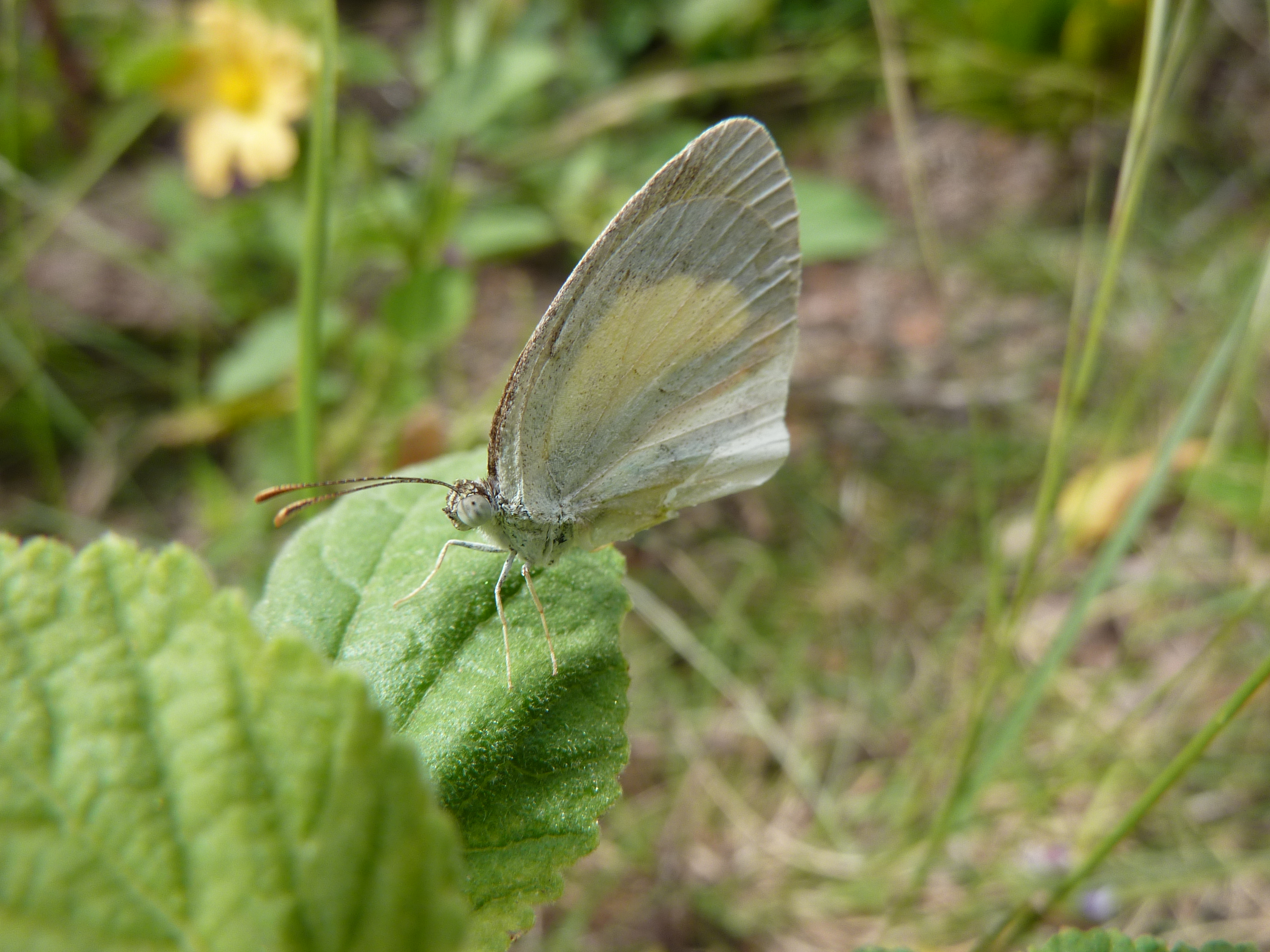 Eurema elathea