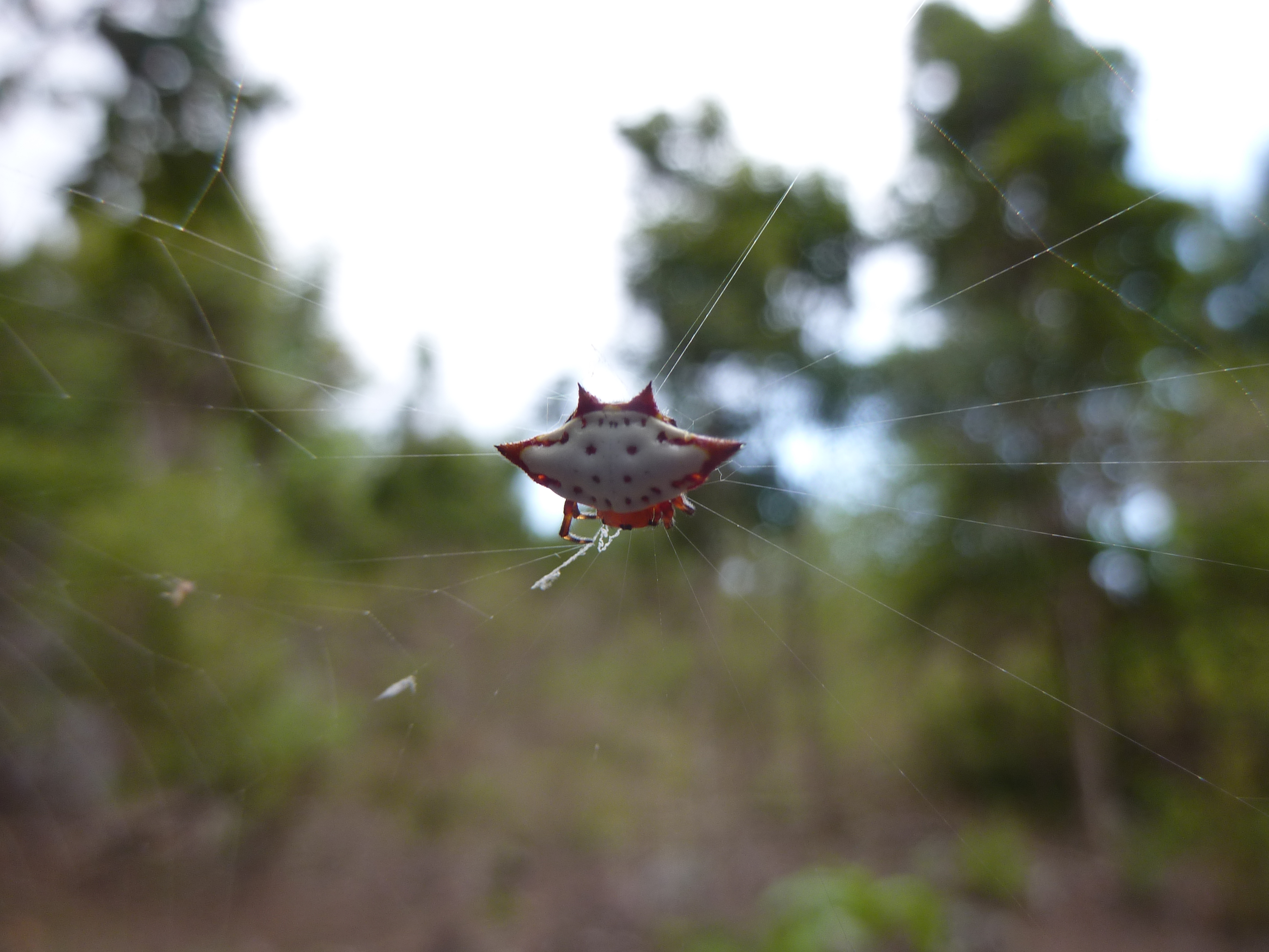 Gasteracantha cancriformis