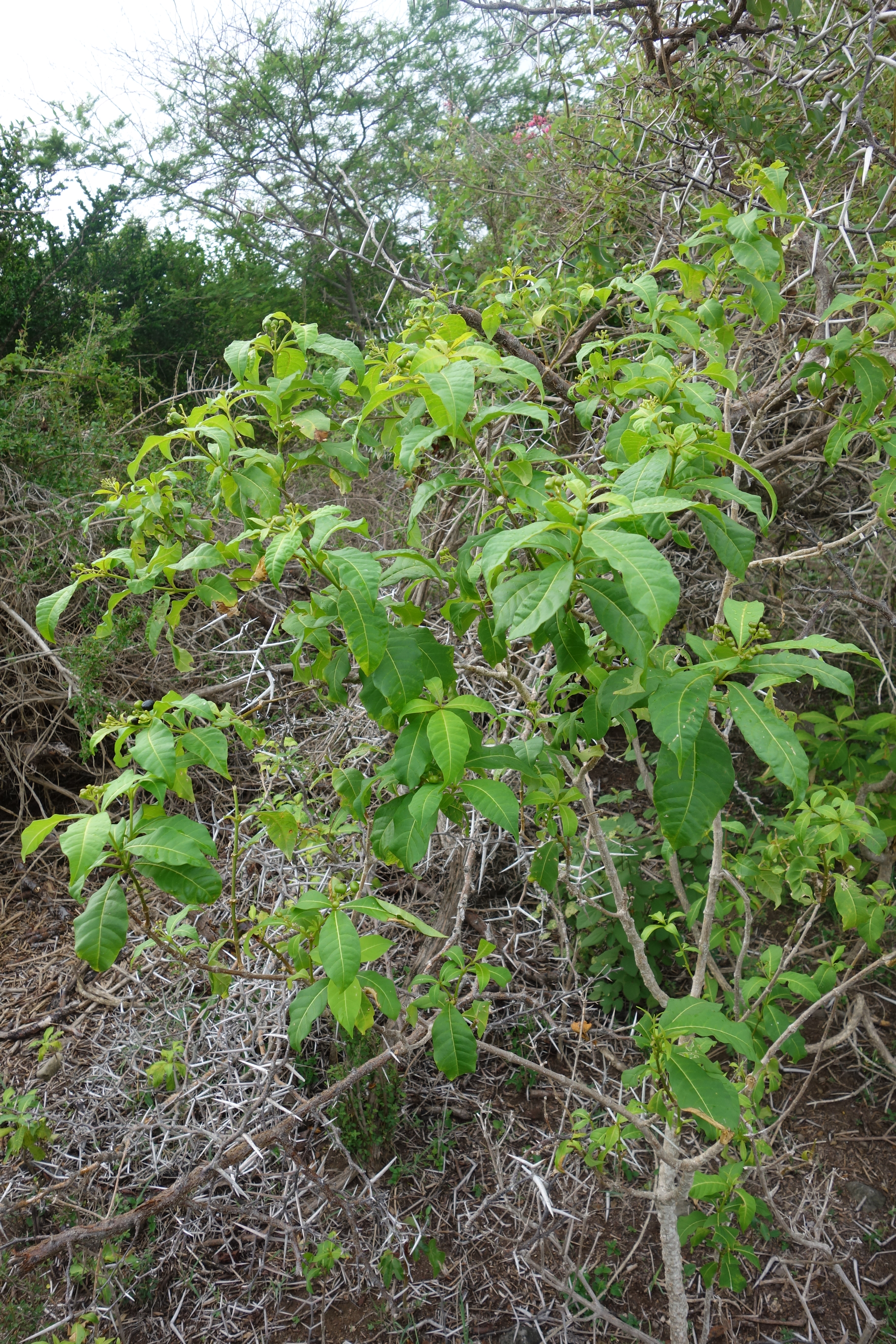 Rauvolfia viridis