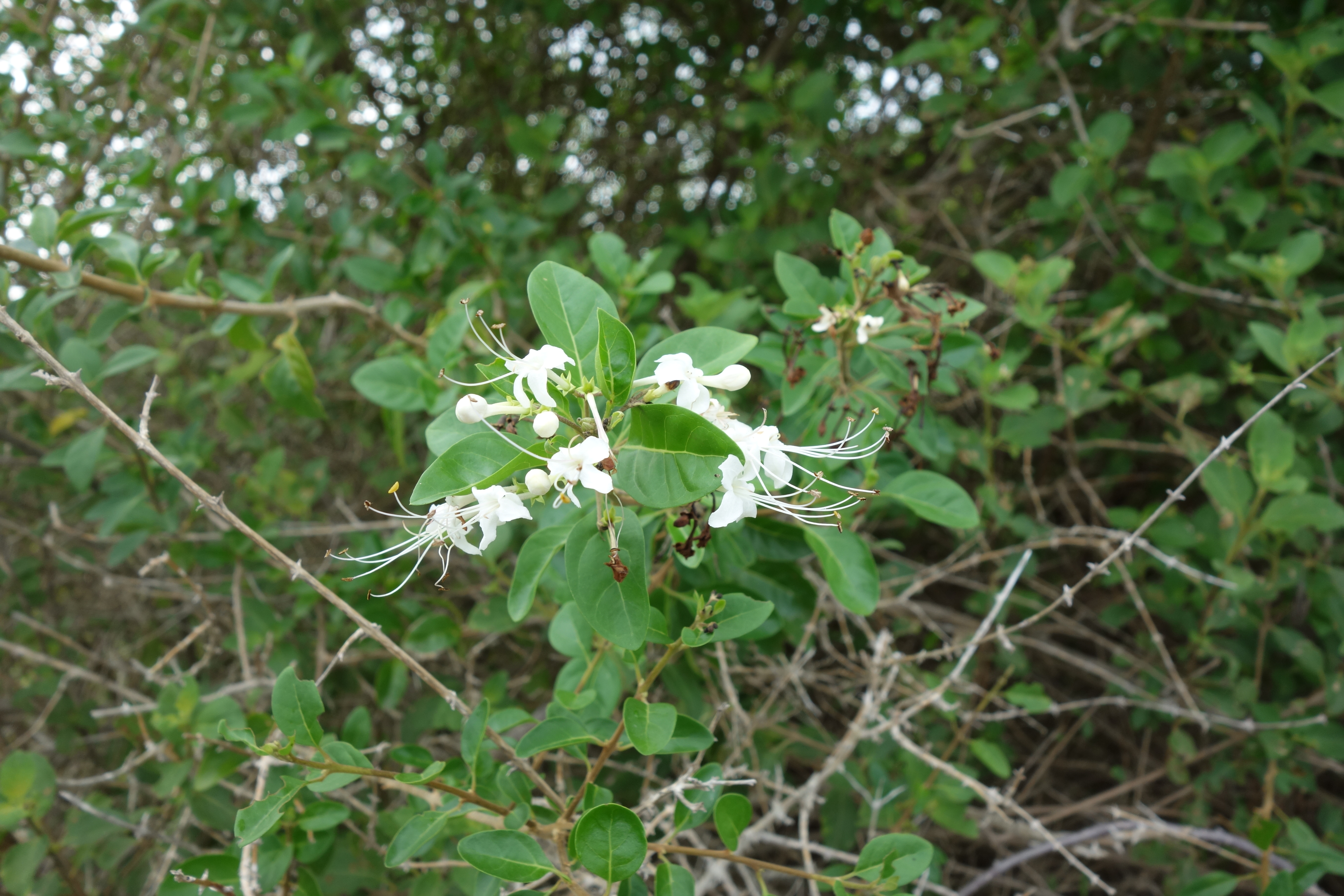 Volkameria aculeata