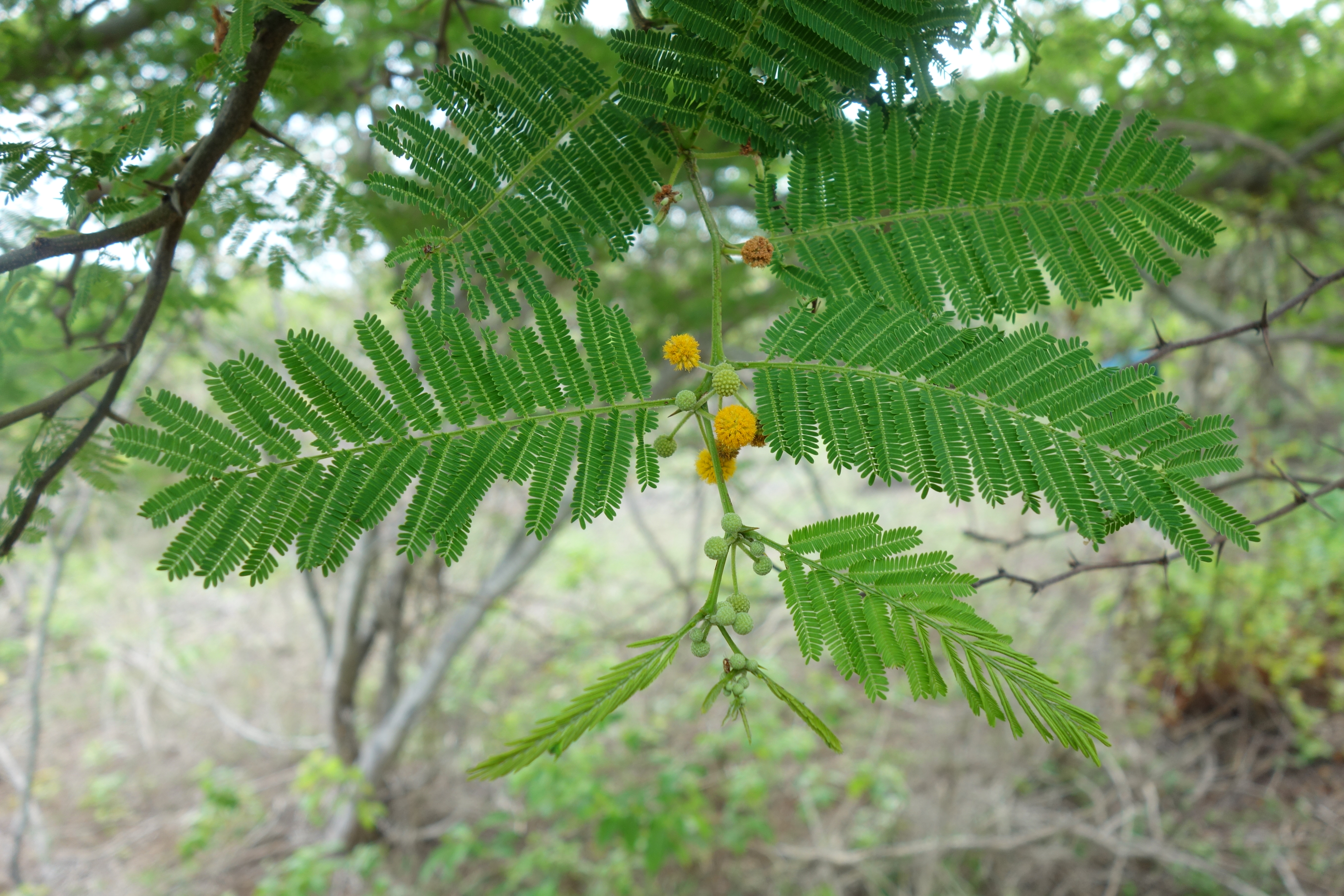 Acacia macracantha