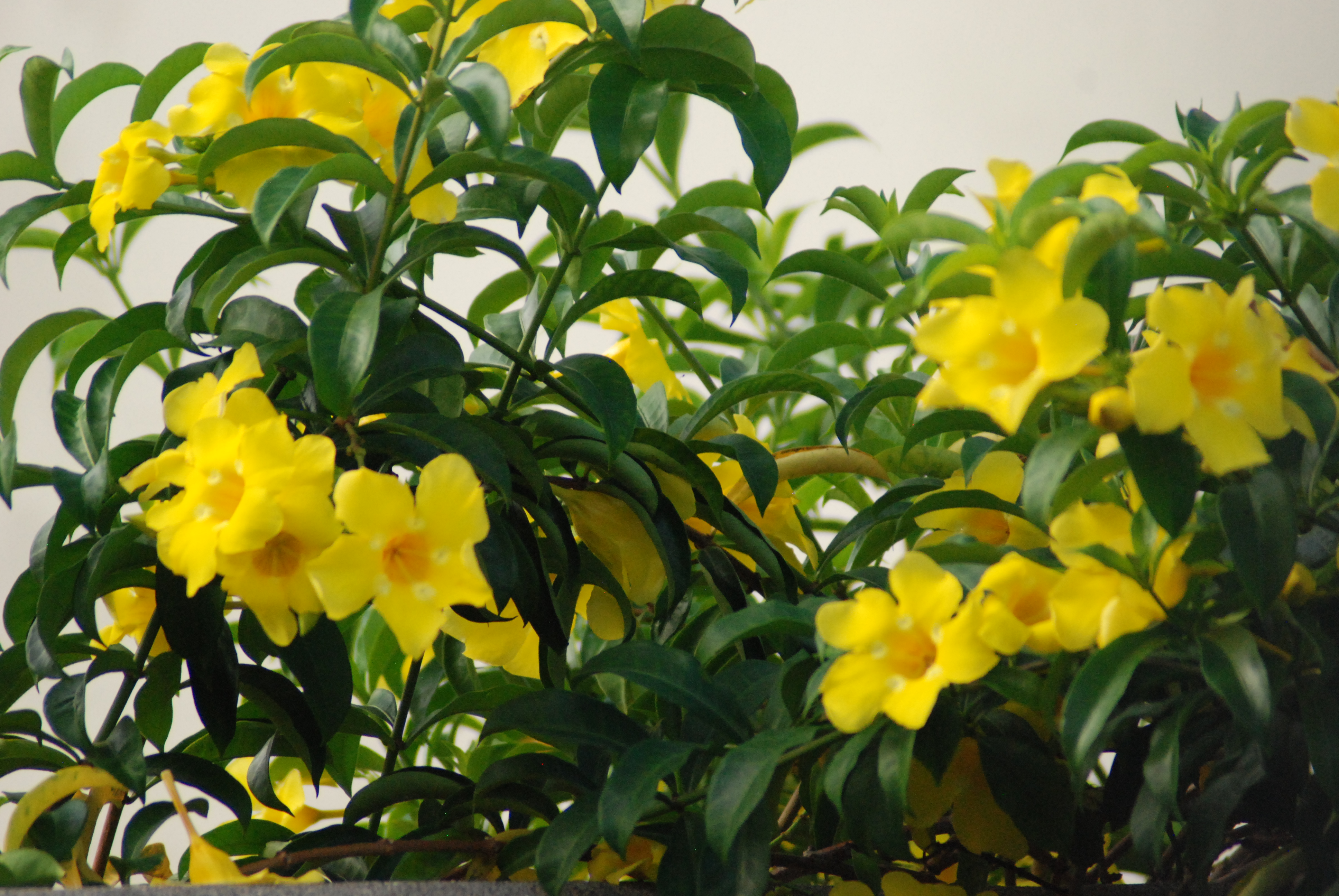 Allamanda cathartica