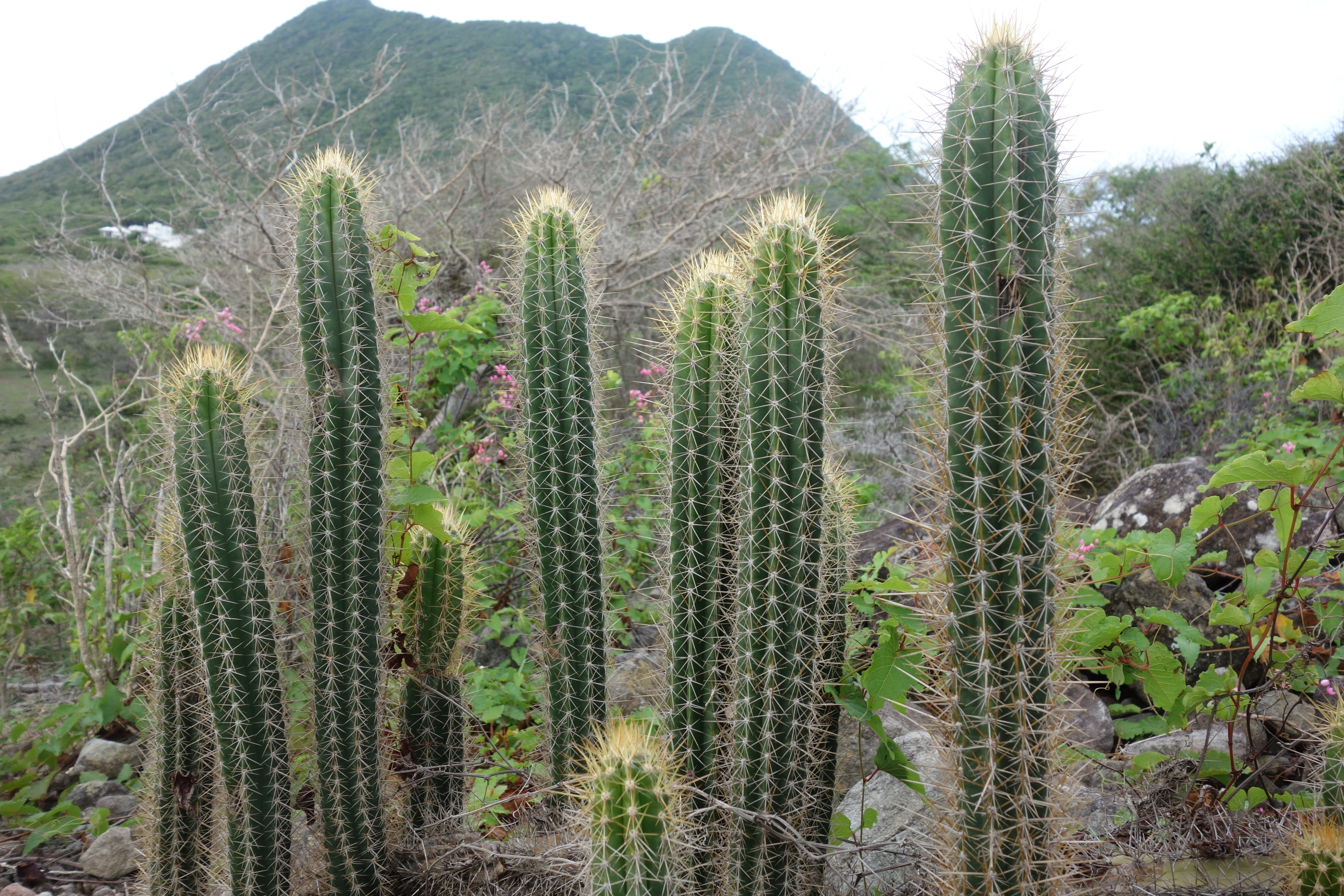 Cereus hexagonus