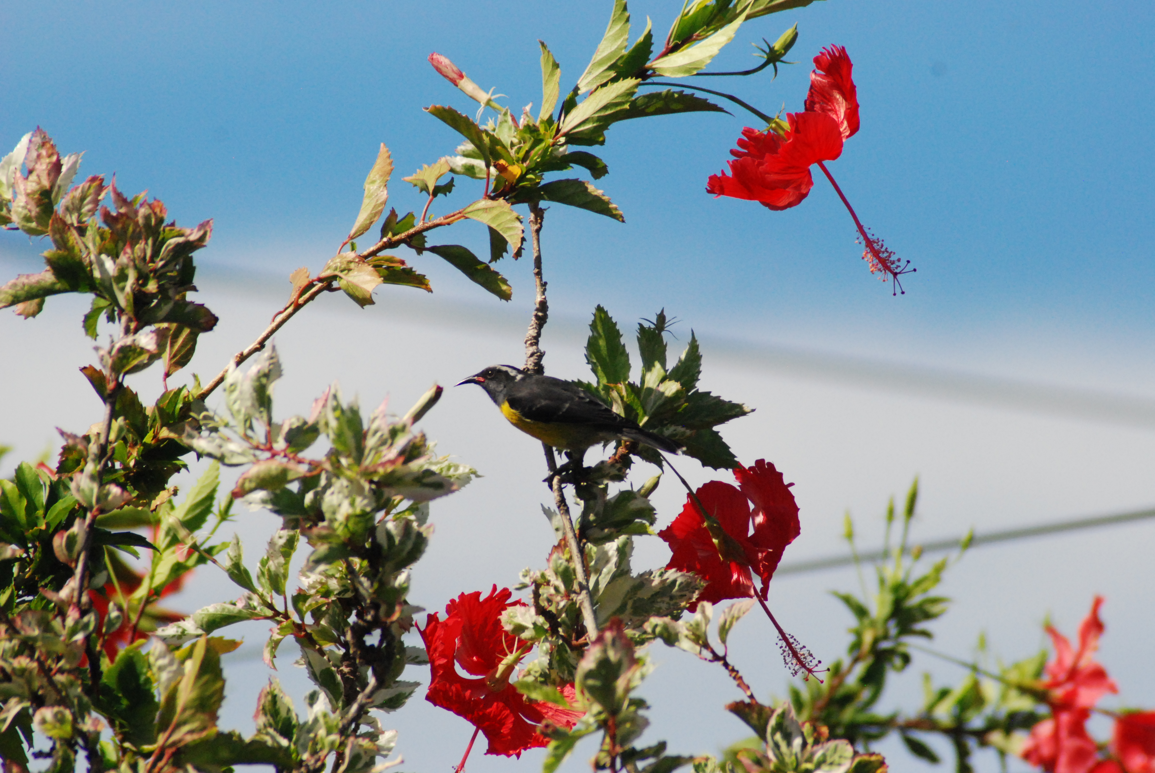 Hibiscus rosa-sinensis