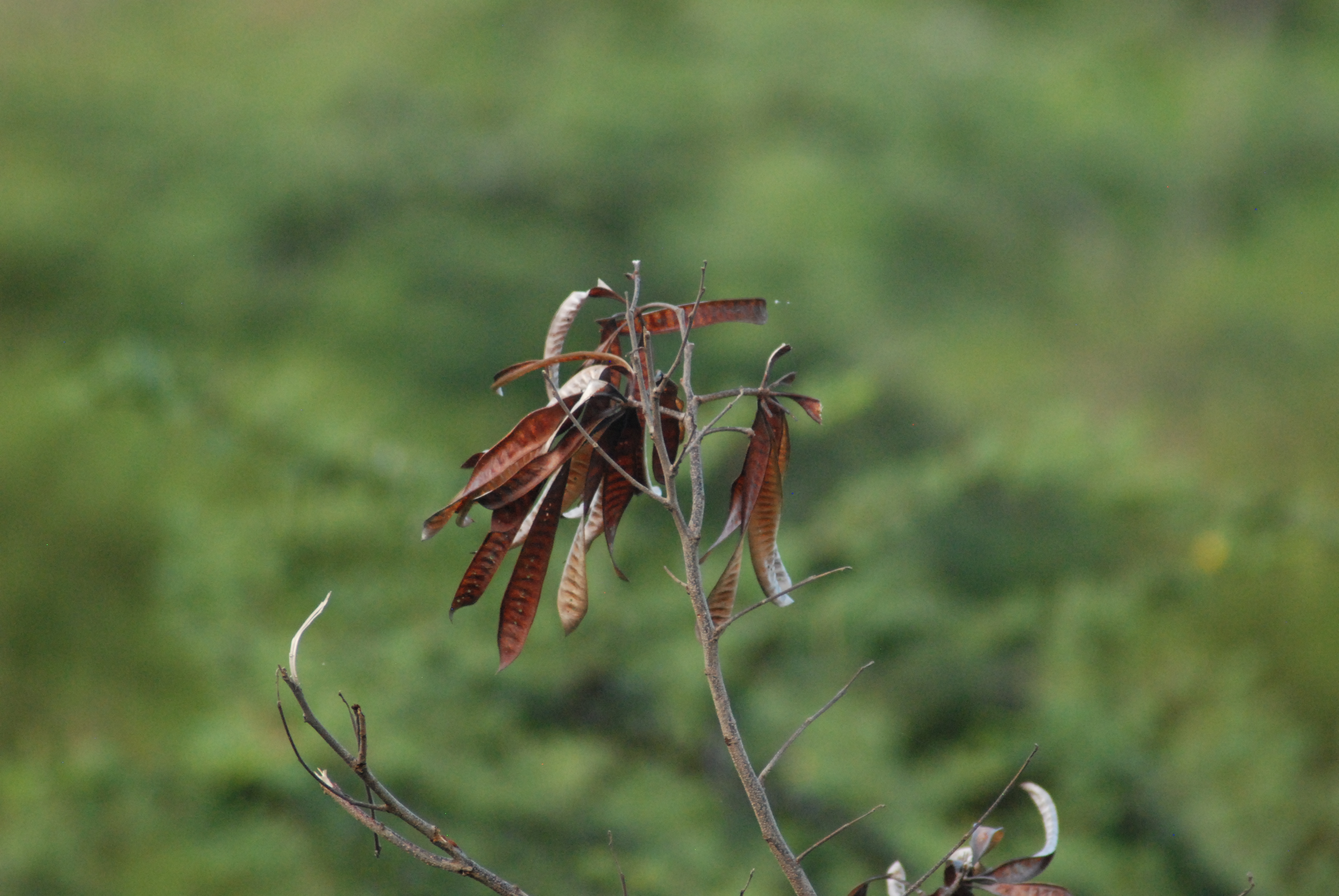 Leucaena leucocephala
