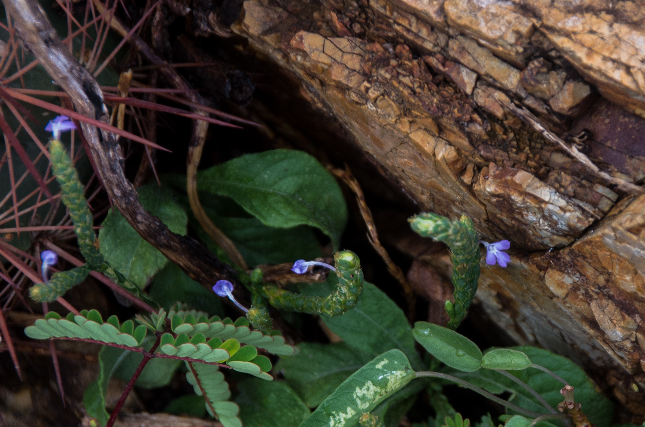 Elytraria imbricata